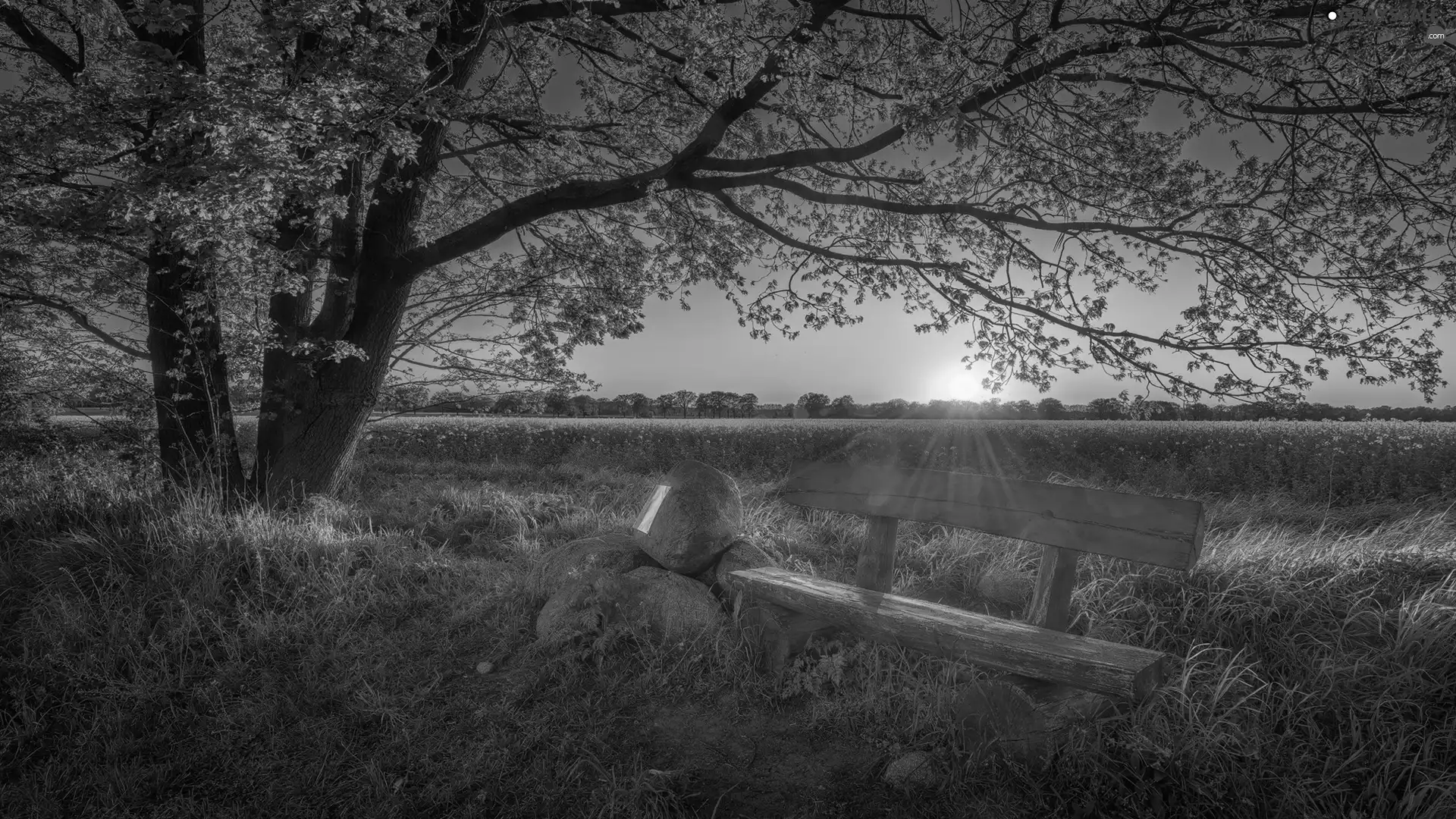 viewes, Bench, Stones, Field, Sunrise, trees