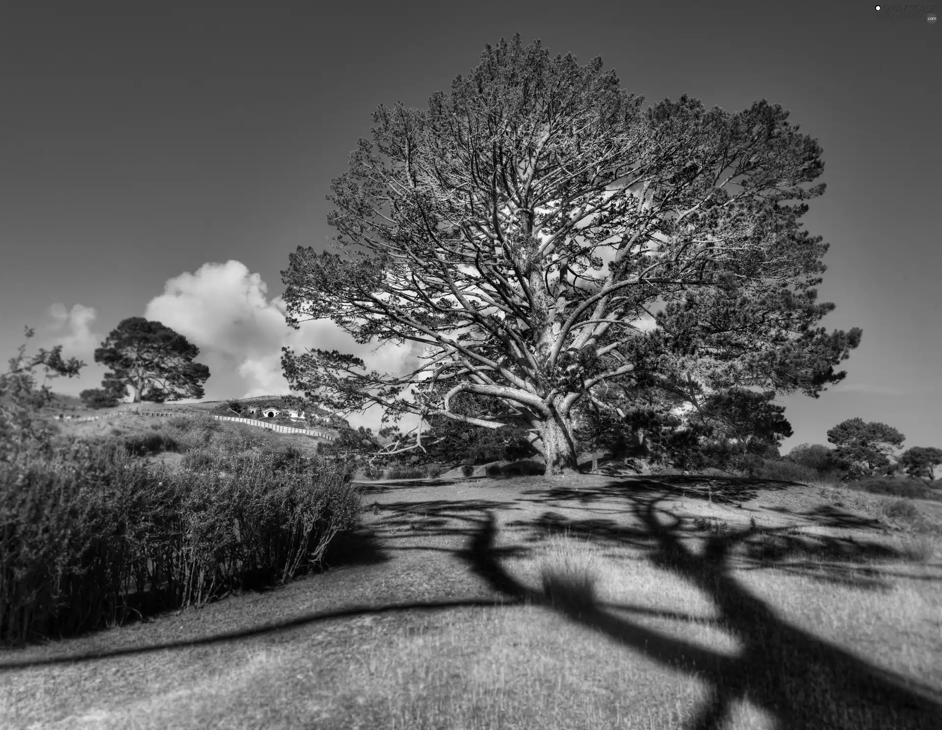 Field, trees, viewes
