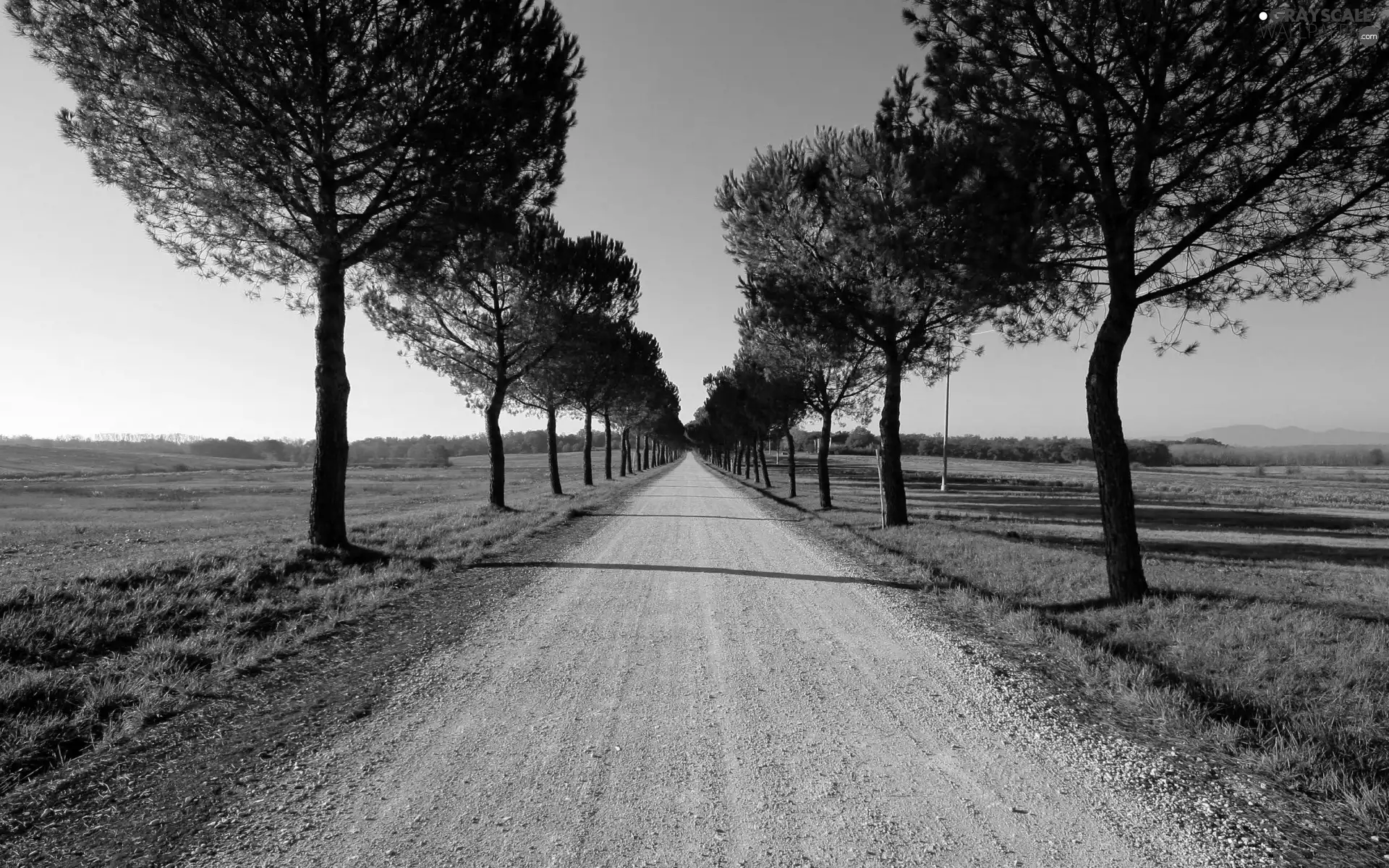 Way, viewes, field, trees