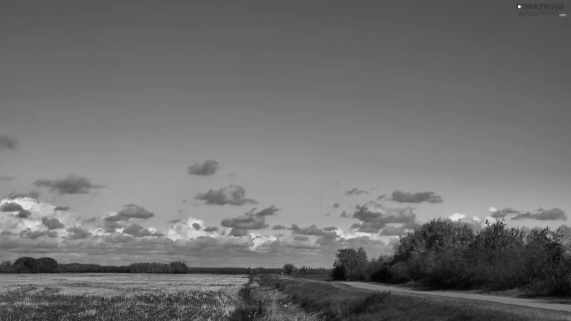 Way, viewes, Field, trees