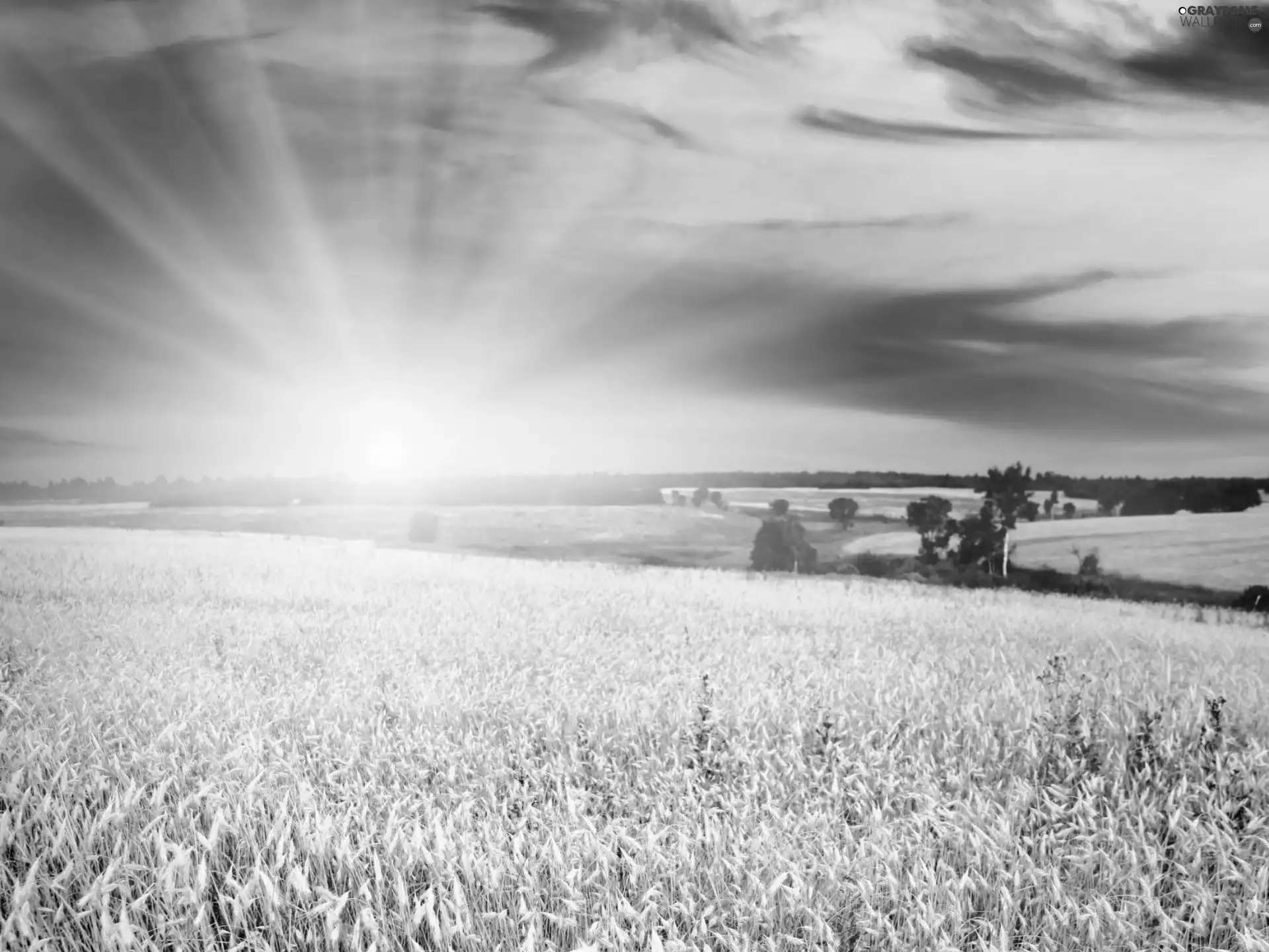 west, rays, Field, sun