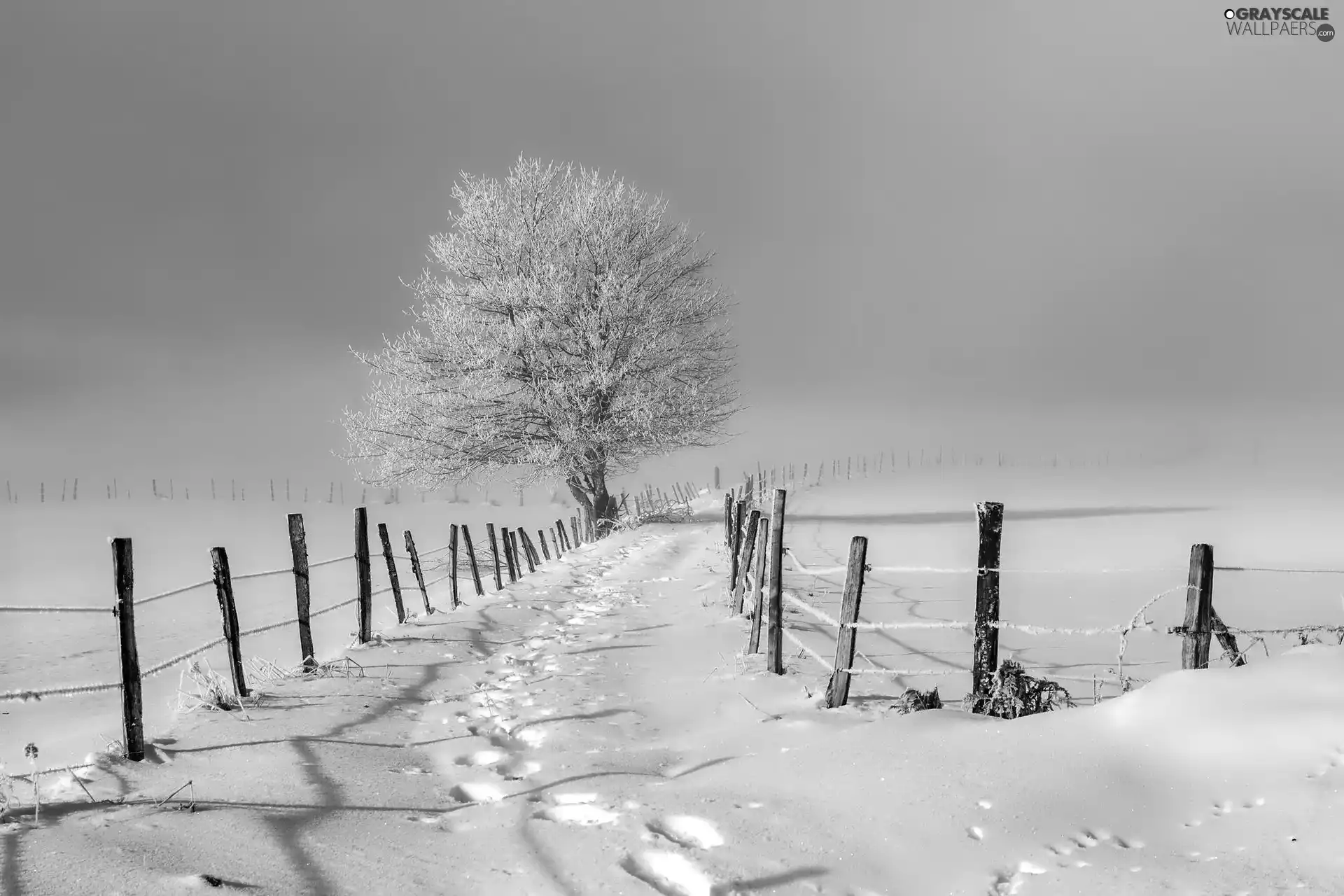 winter, fence, field, Way