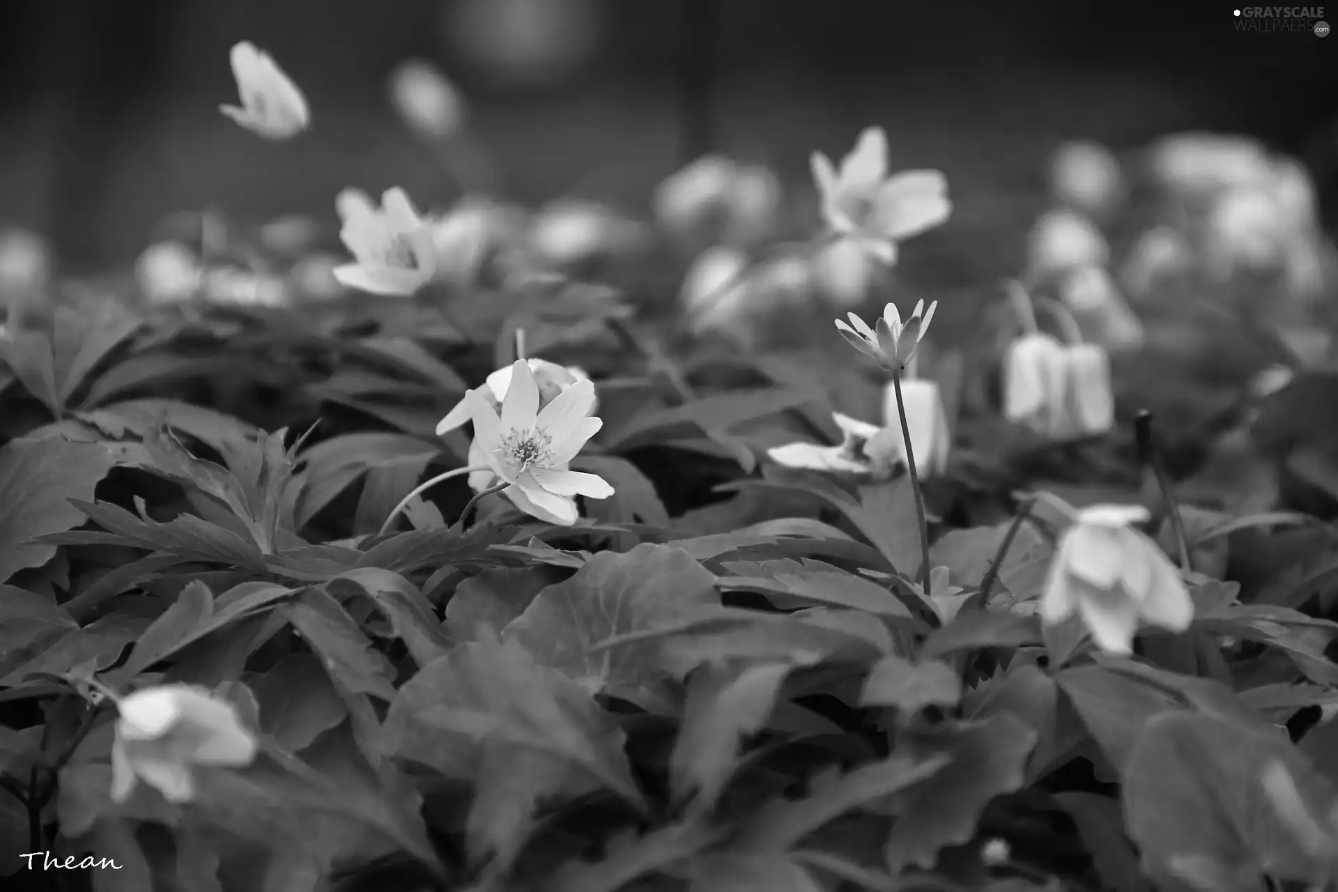 White, Yellow, fig buttercup, anemone