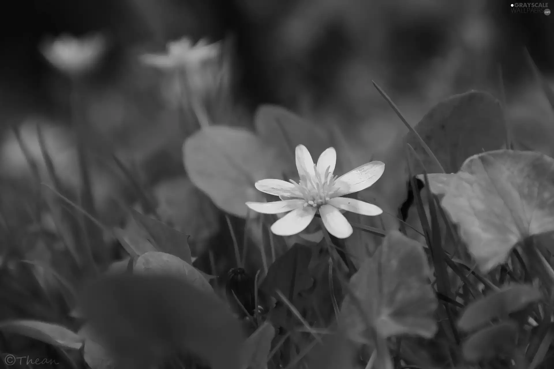 fig buttercup, Yellow