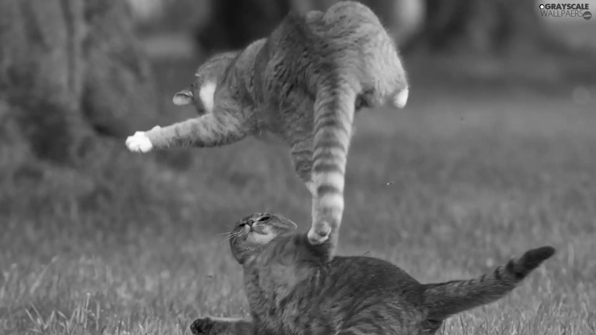 cats, Fight
