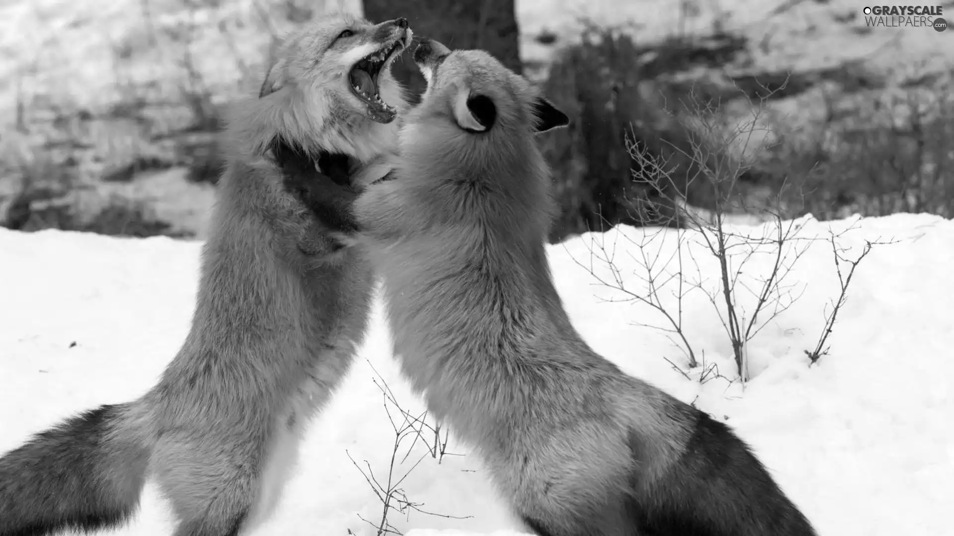fox, Fight