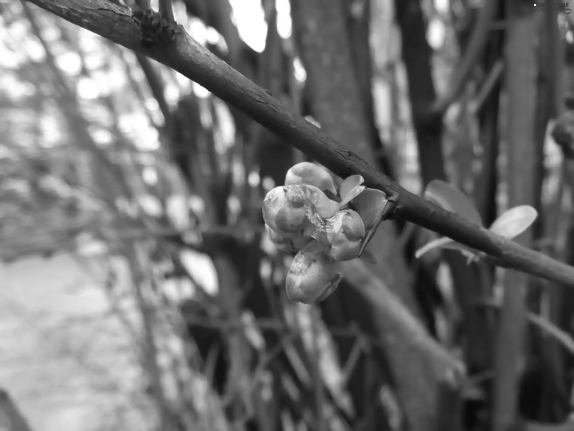 figs, Buds, Floral