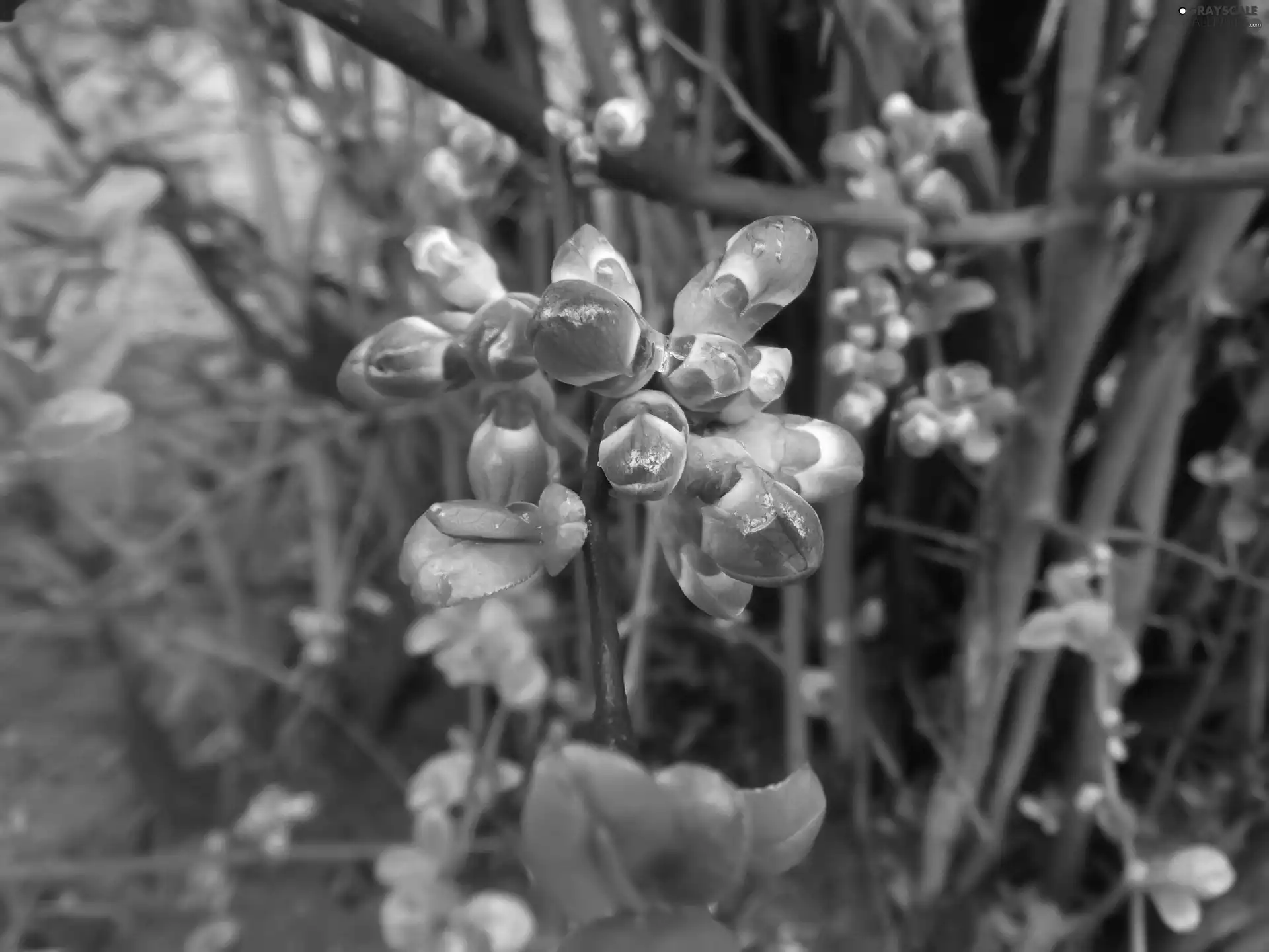 figs, Buds, Floral