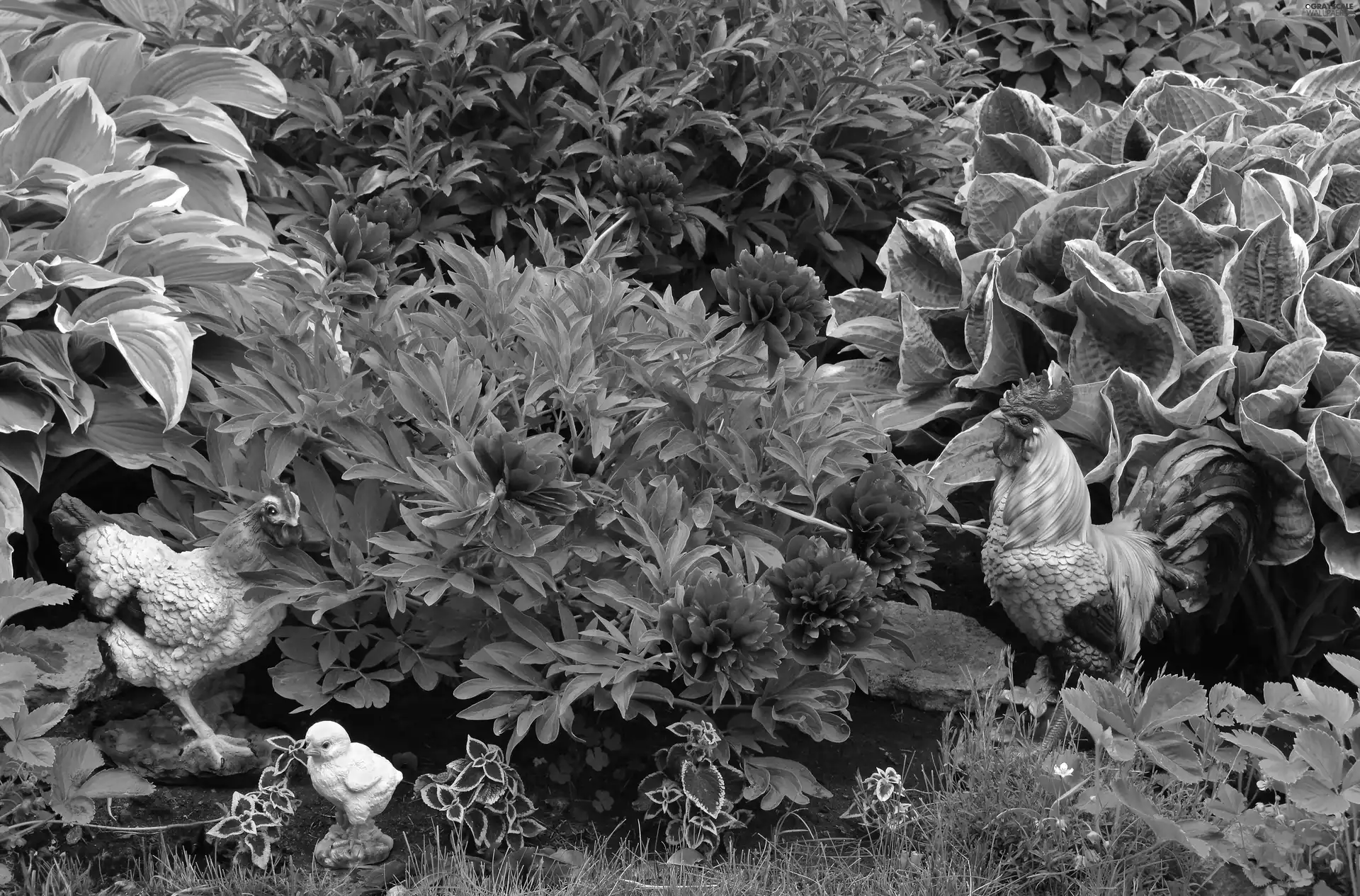 figures, Garden, chicken, rooster, Peonies