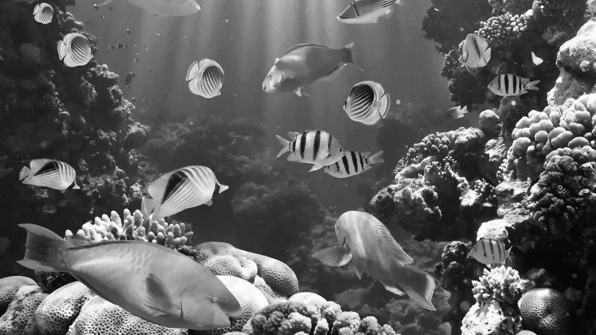 fish, water, color