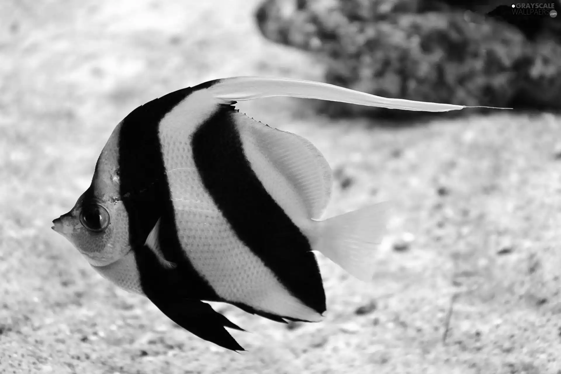 Coloured, fish