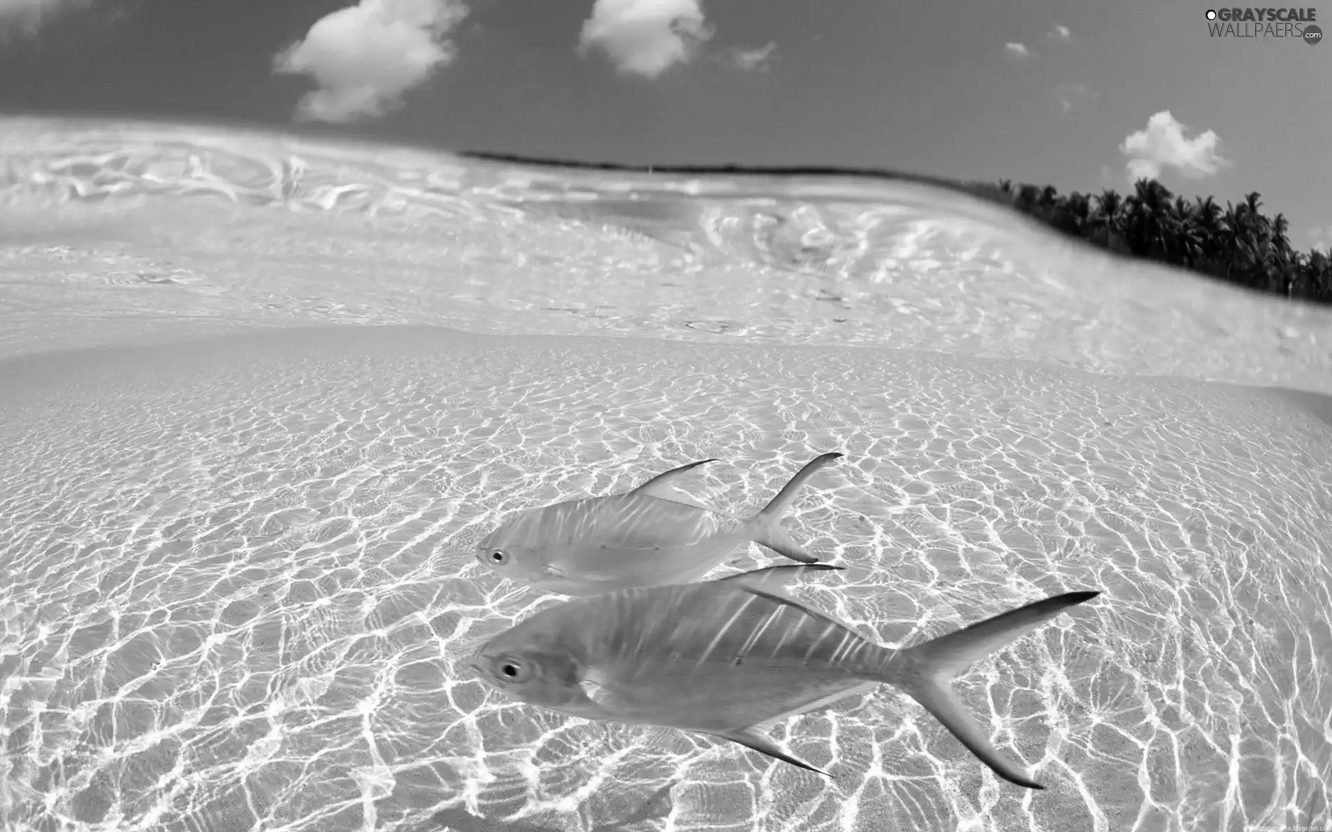 fish, Laguna, Ocean