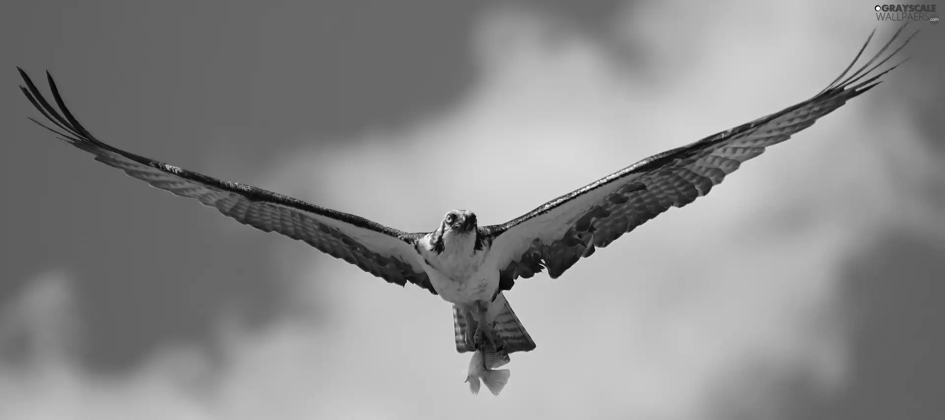osprey, booty, fish, wings