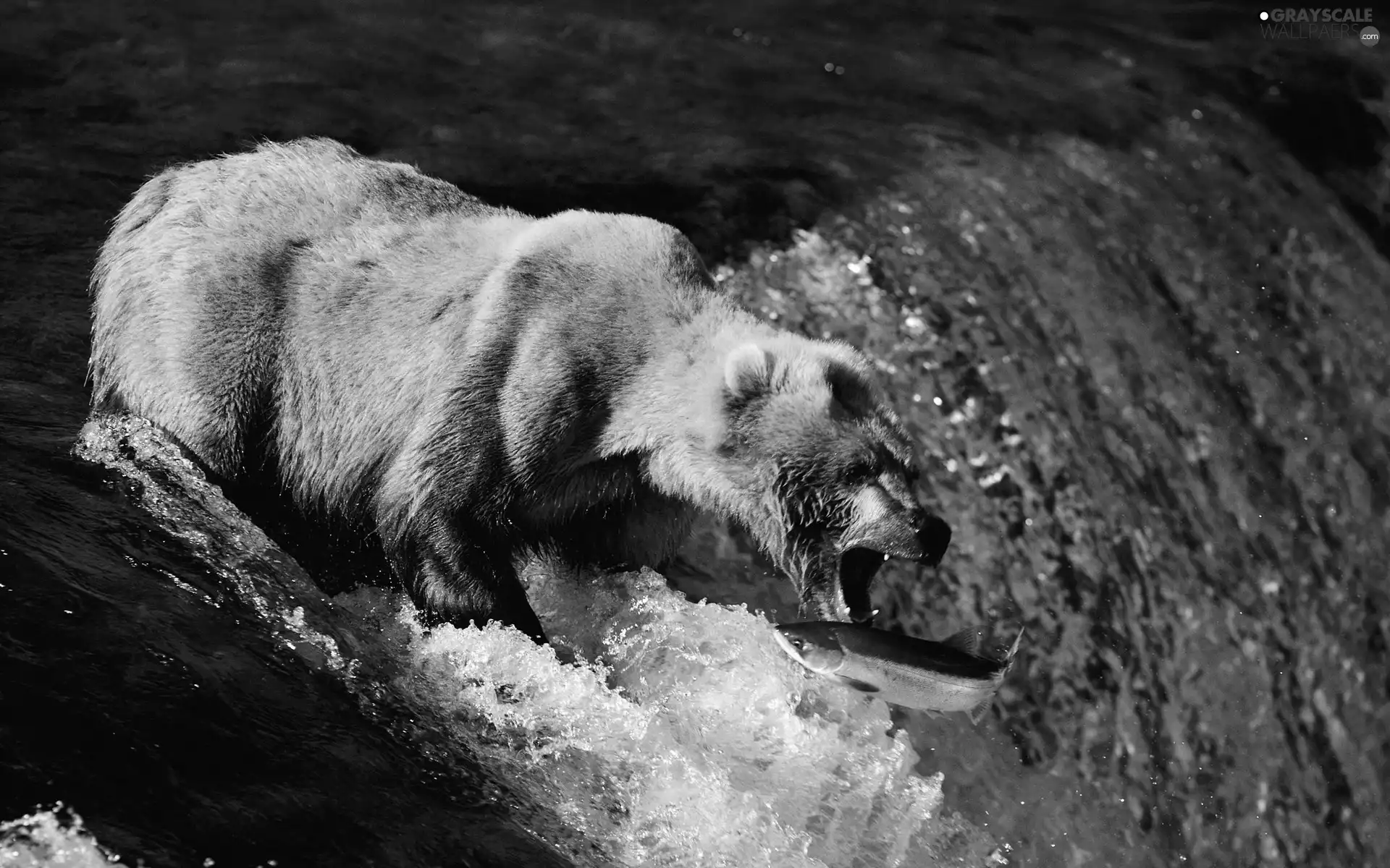 fish, Bear, River