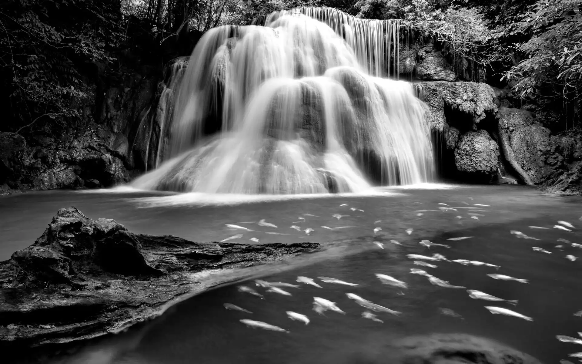 fish, waterfall, rocks