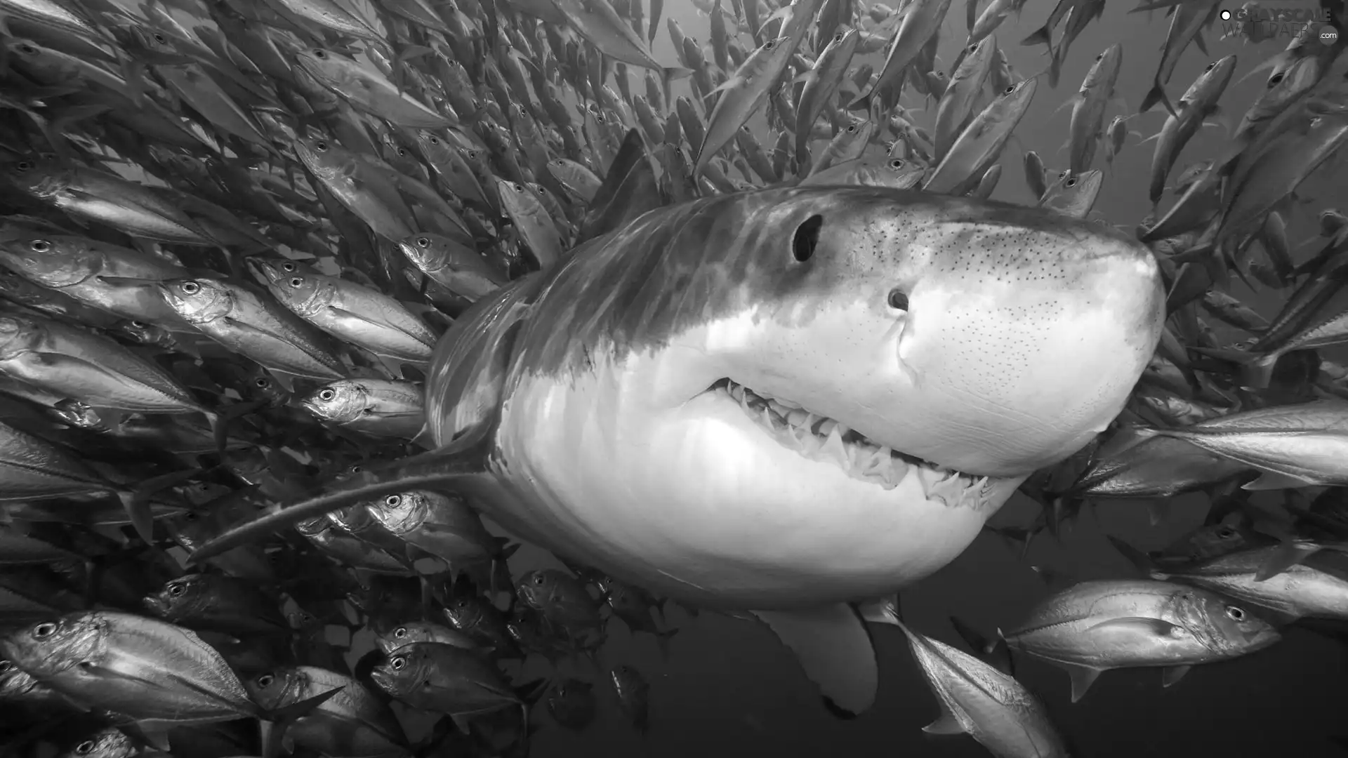 fish, shark, shoal