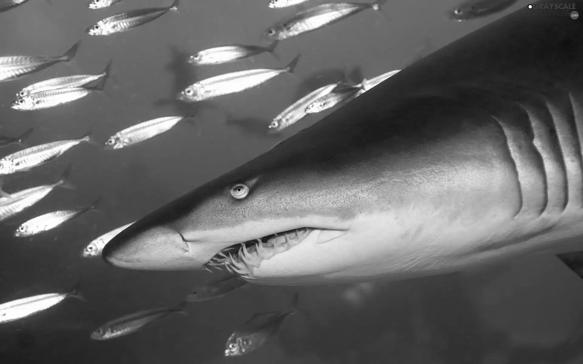 fish, shark, shoal