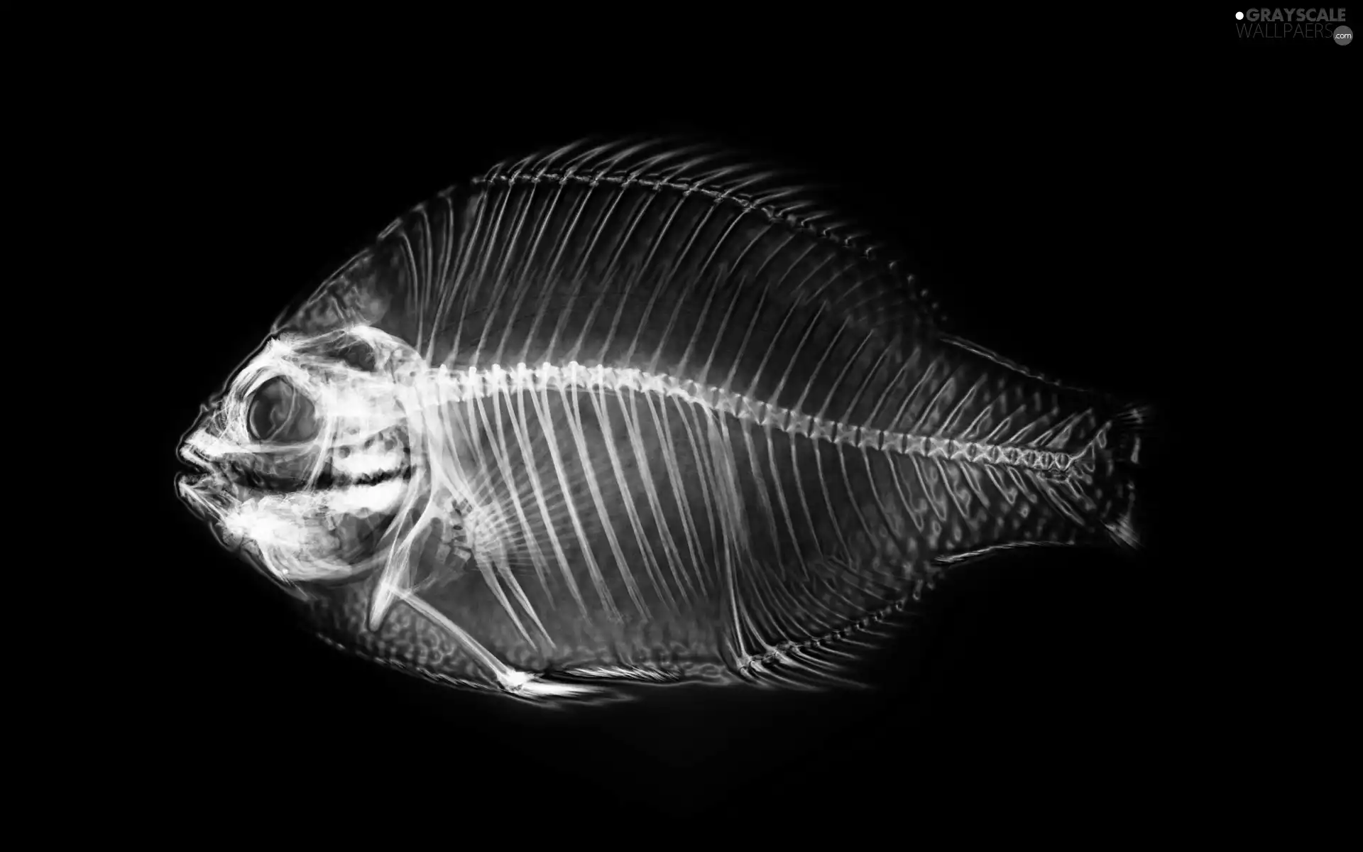 skeleton, fish