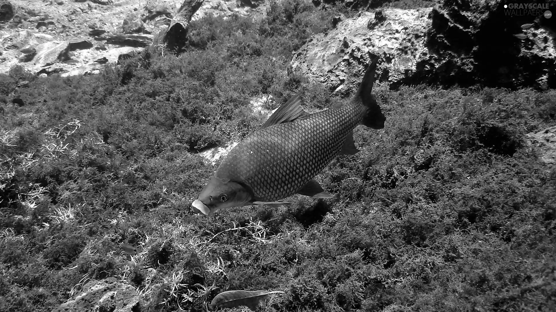 sucuri, Grosso, Curimbata, River, Mato, fish, VEGETATION