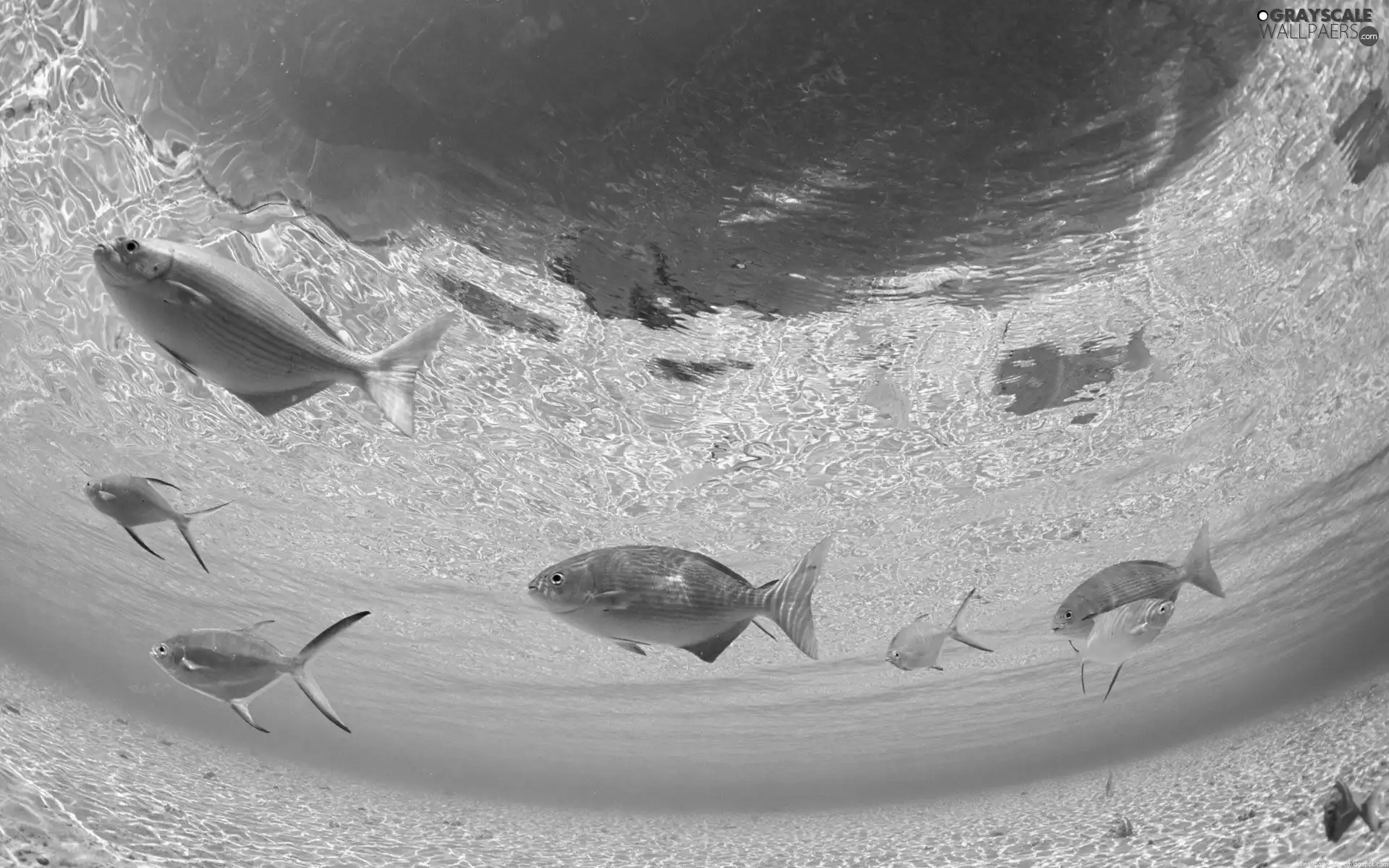 fish, blue, water
