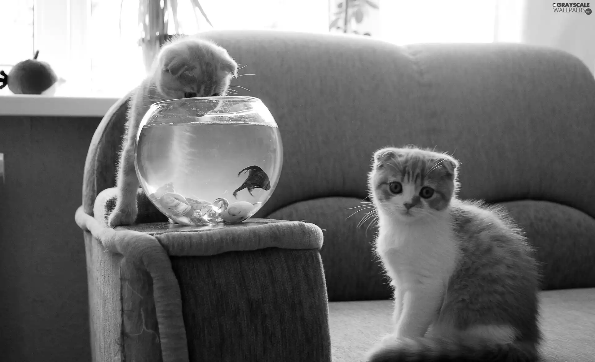 Two cars, aquarium, fishes, puss