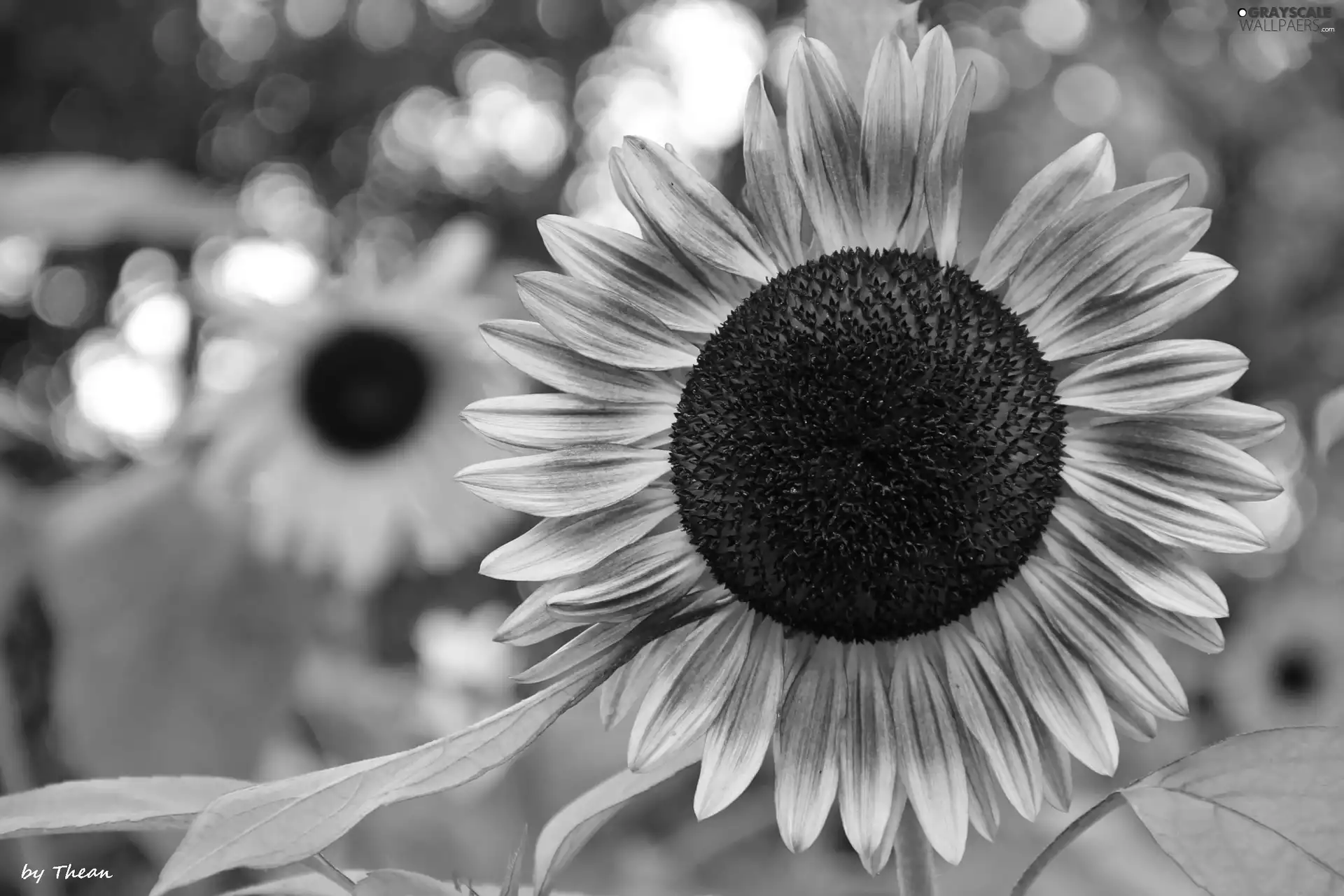 flakes, Sunflower, decorated