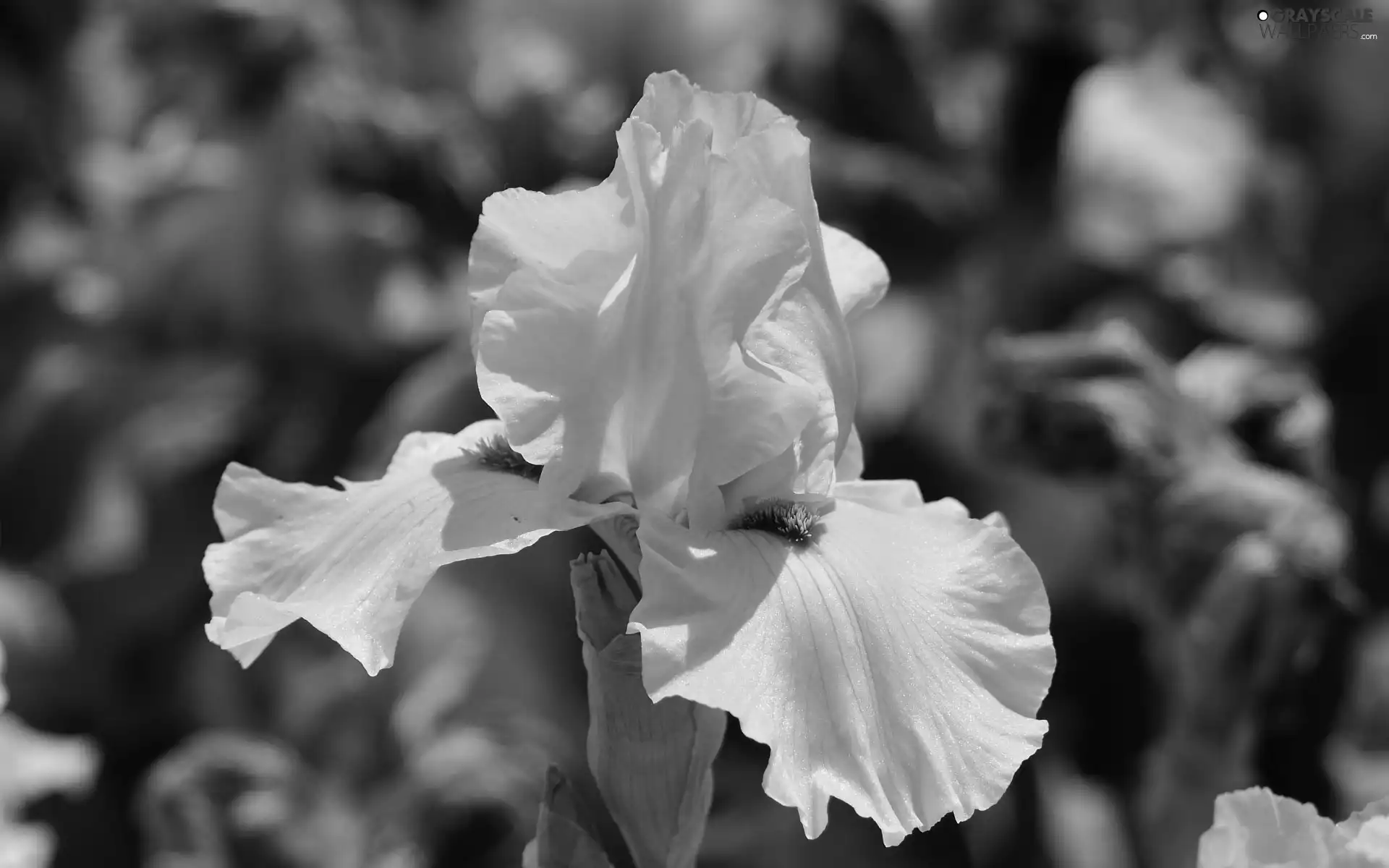 Colourfull Flowers, White, flakes, iris