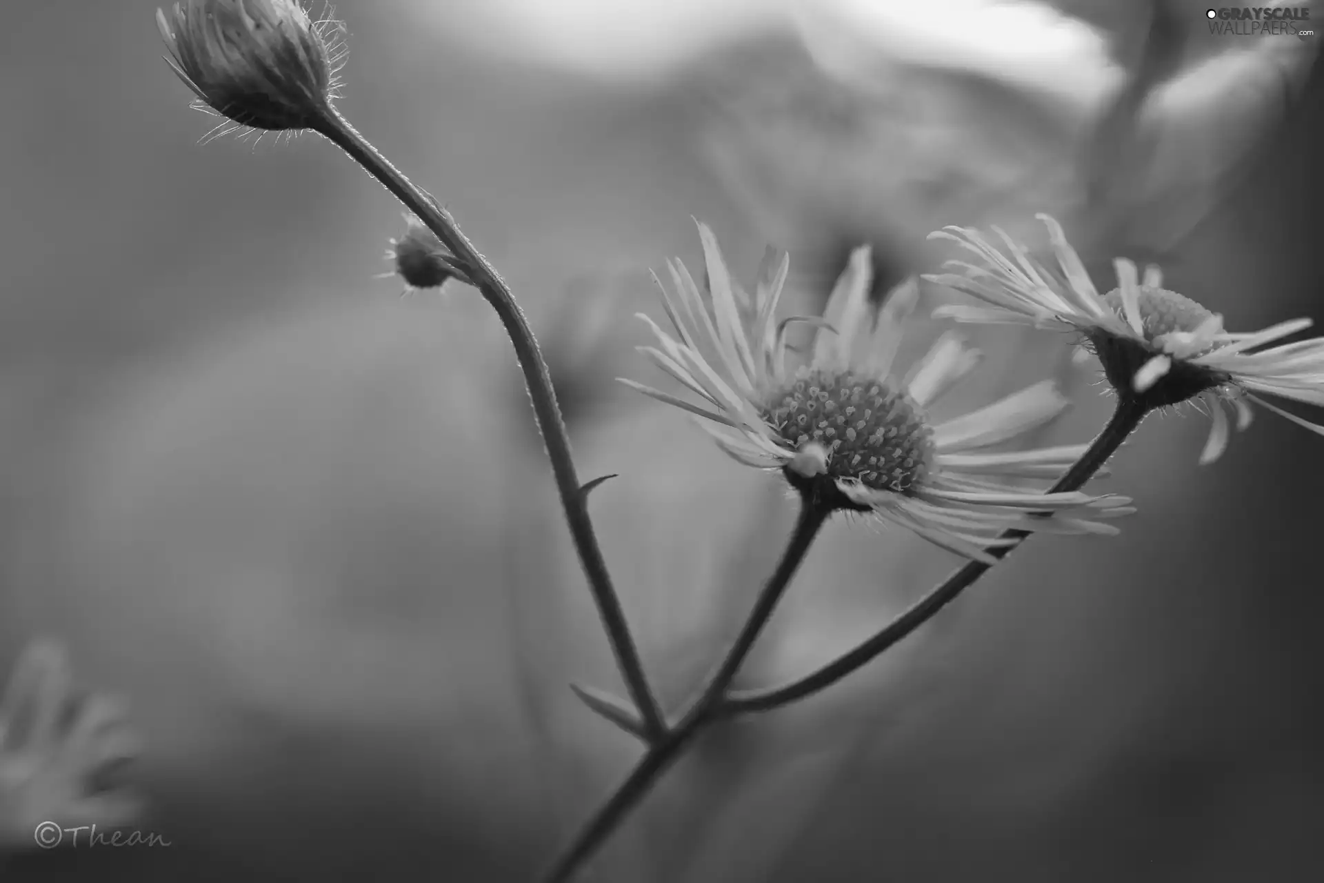 flakes, White, Flowers