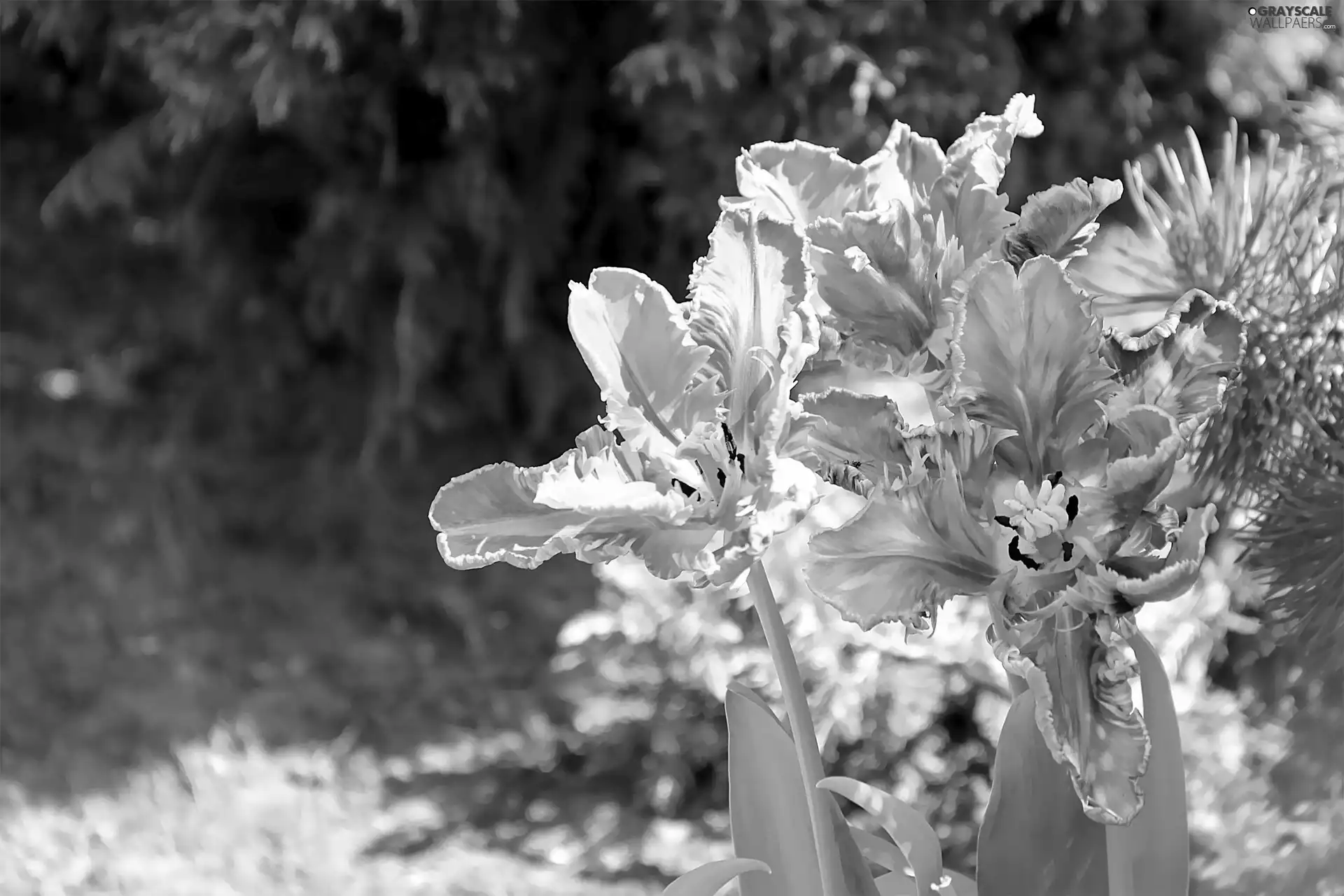 flakes, Tulips, frayed