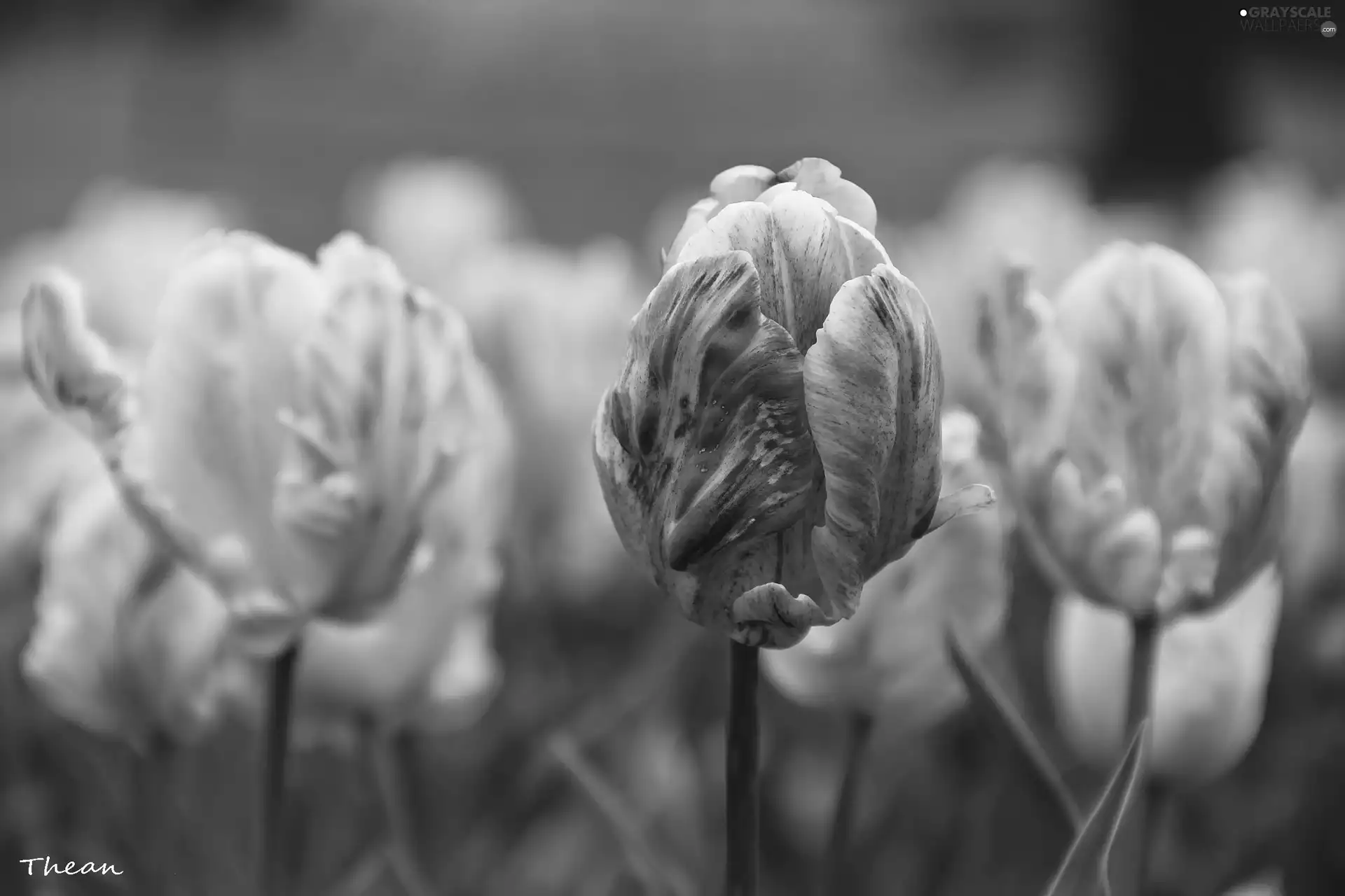 flakes, Tulips, frayed