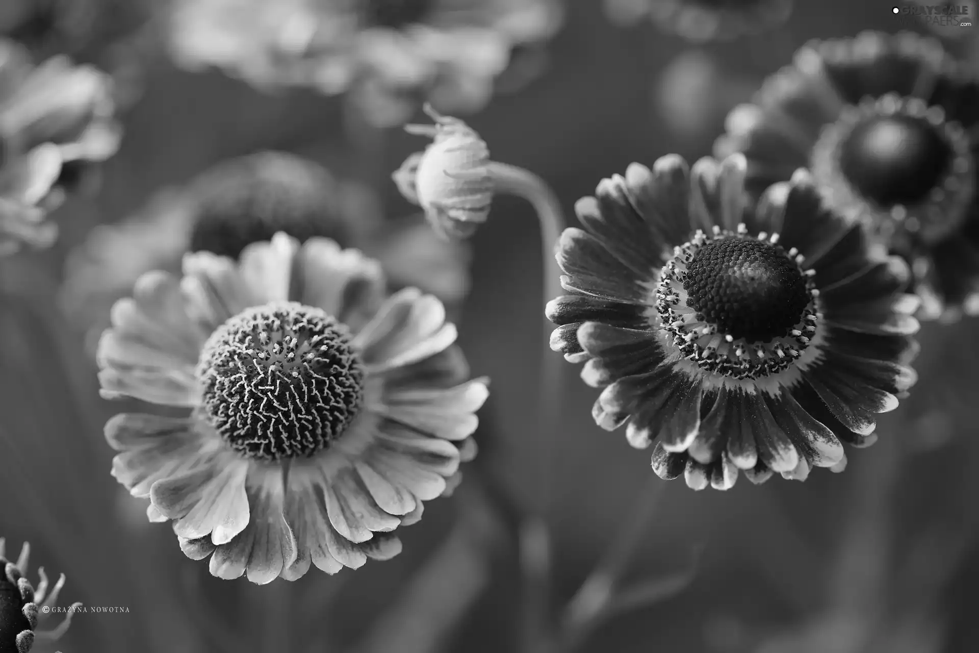 flakes, Helenium, Red, Yellow, Flowers
