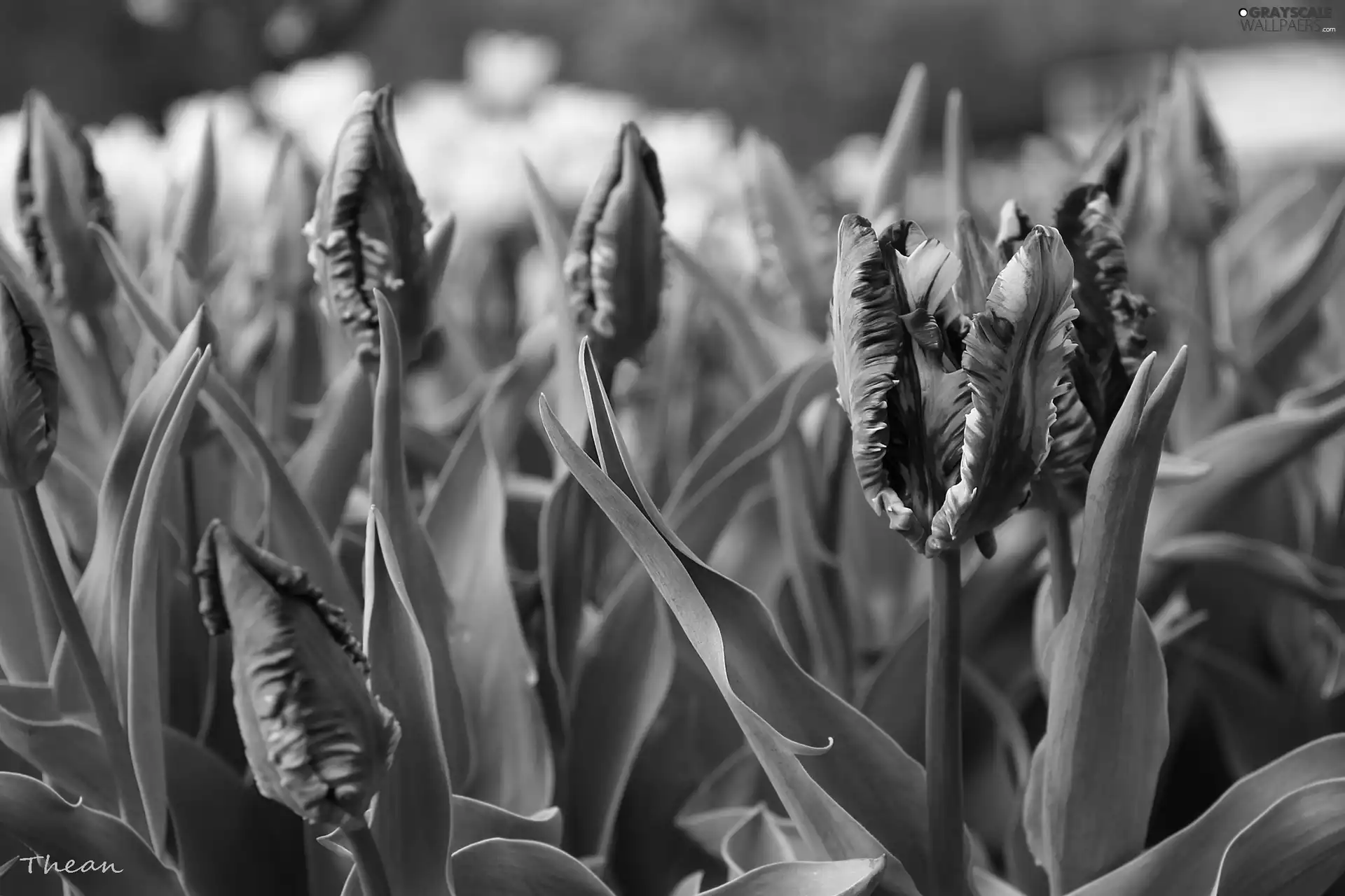 Red, frayed, flakes, Tulips