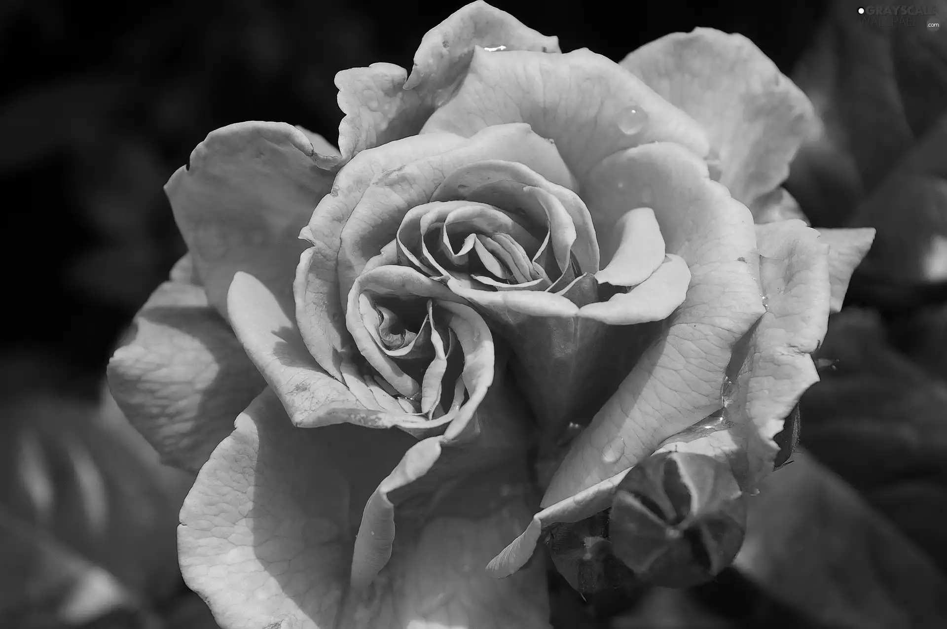 flakes, Orange, rose