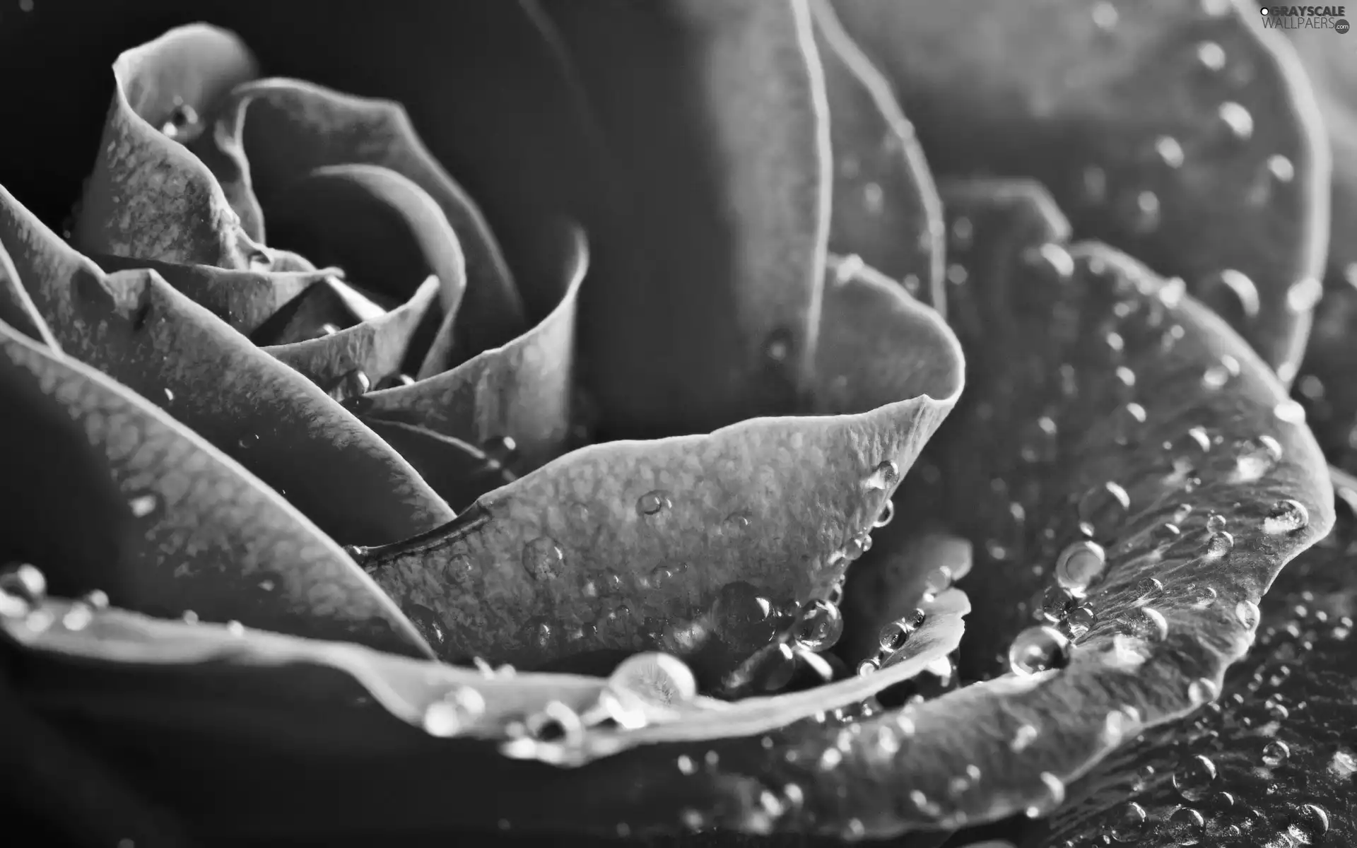 flakes, Pink, rose