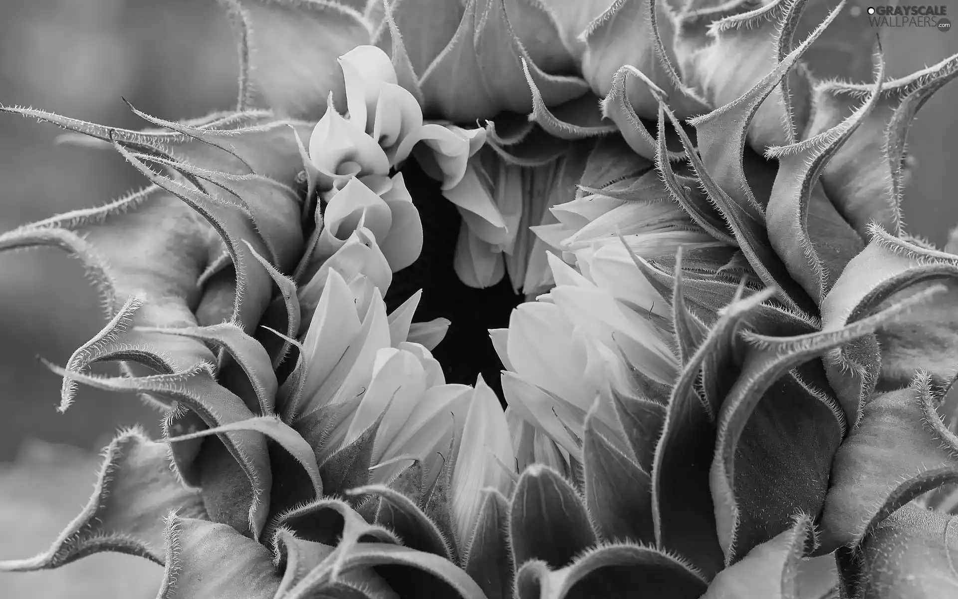 Sunflower, bud, Leaf, flakes