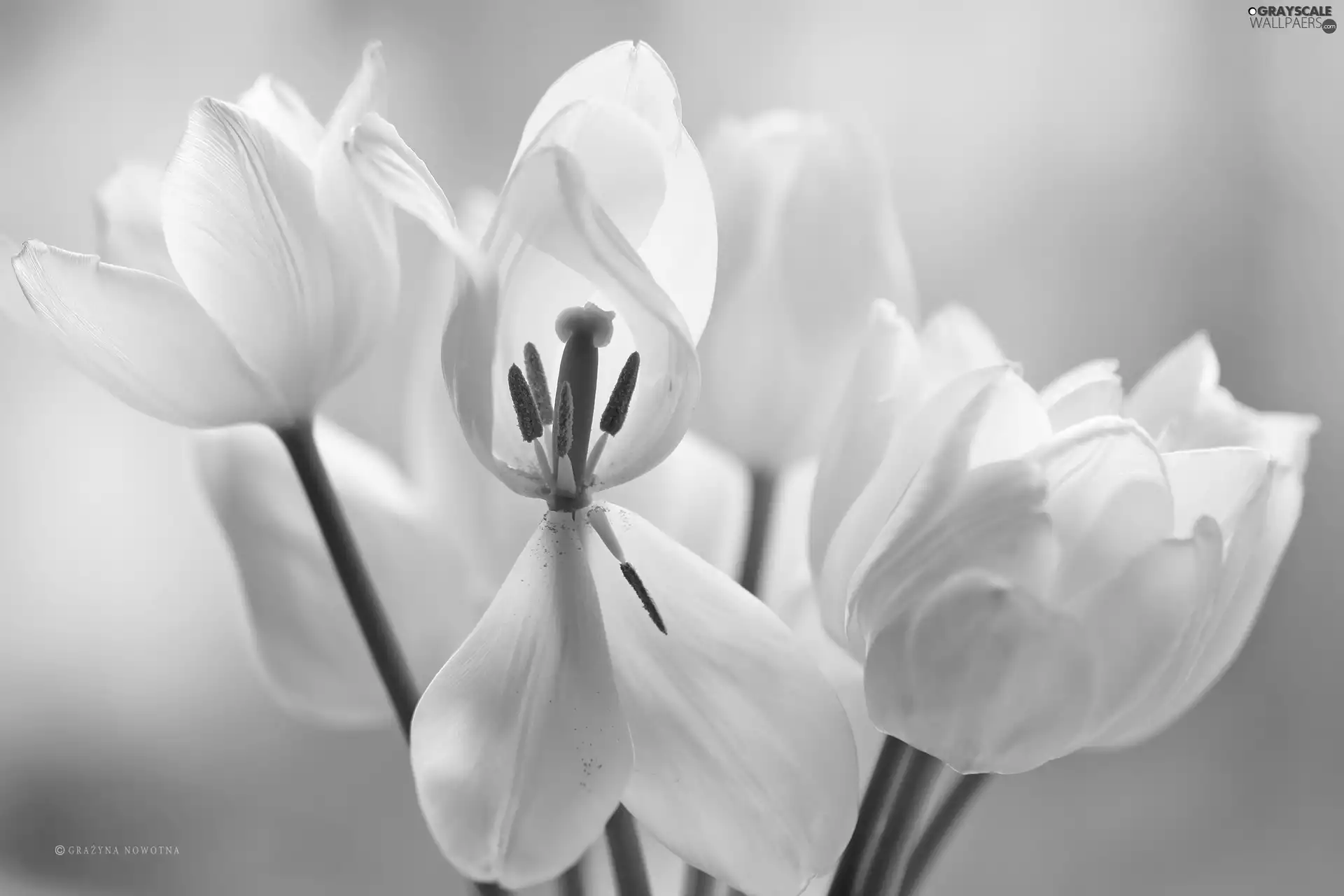 White, Flowers, flakes, Tulips
