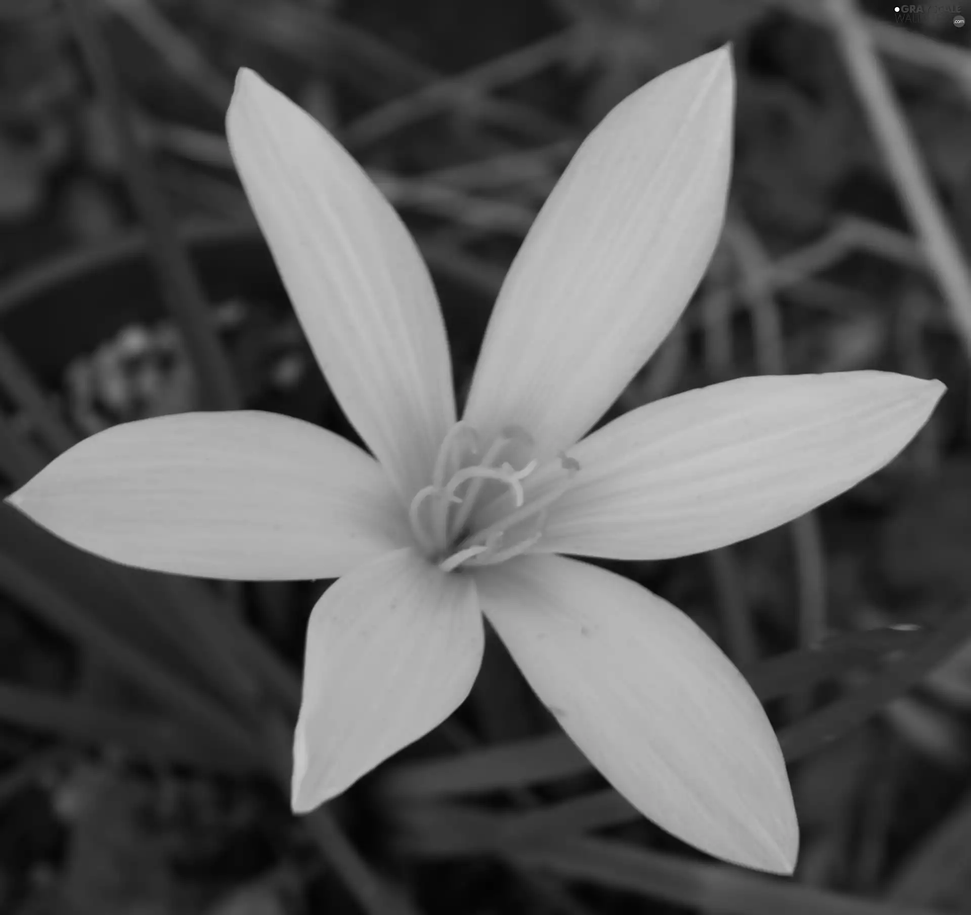 White, flakes