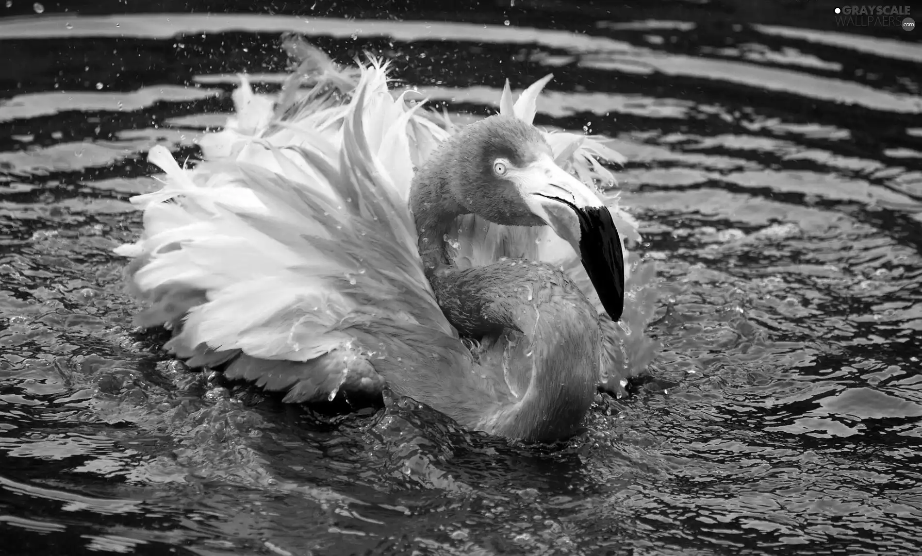 flamingo, water, Pink