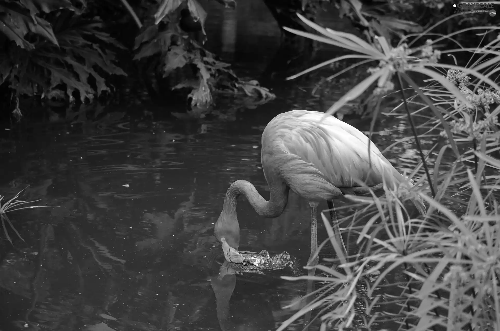 water, Pink, flamingo, scrub