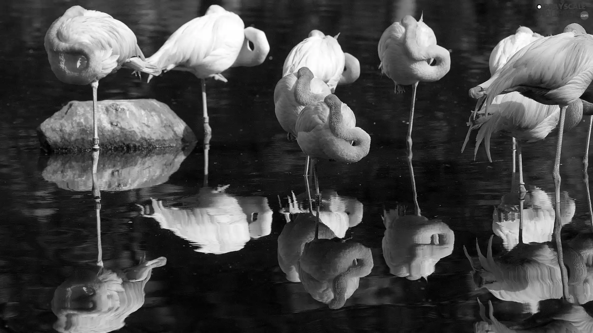 birds, Flamingos