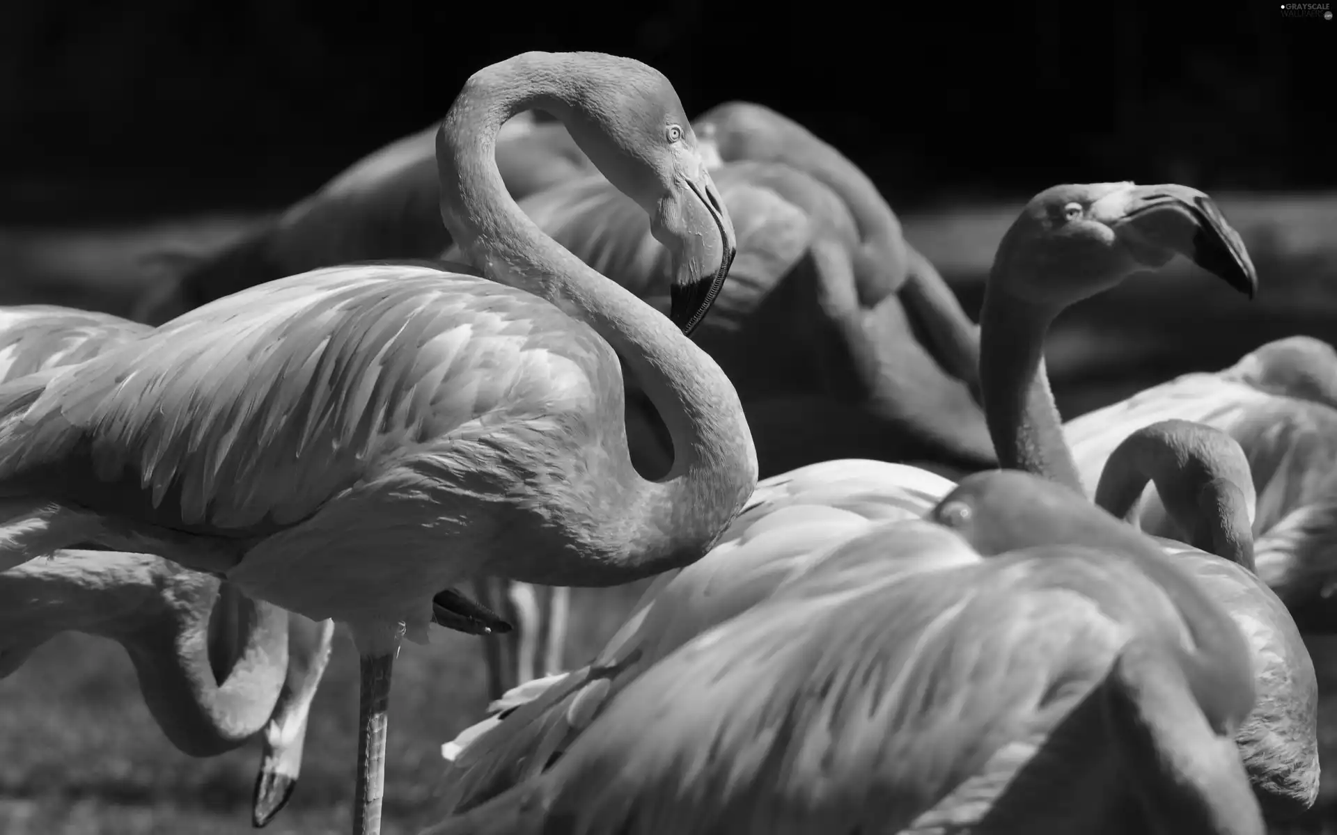 Orange, Flamingos