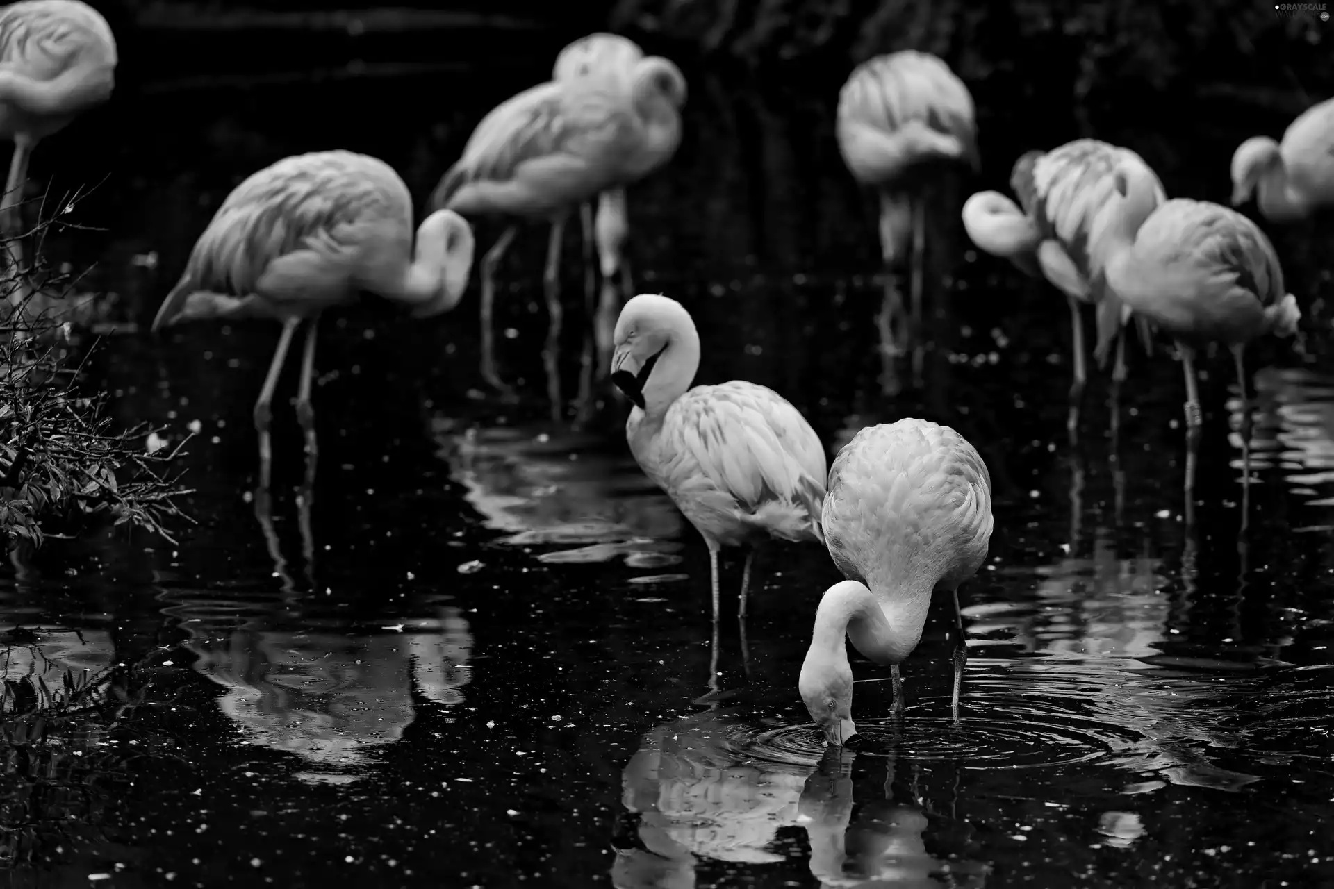 Pink, Flamingos