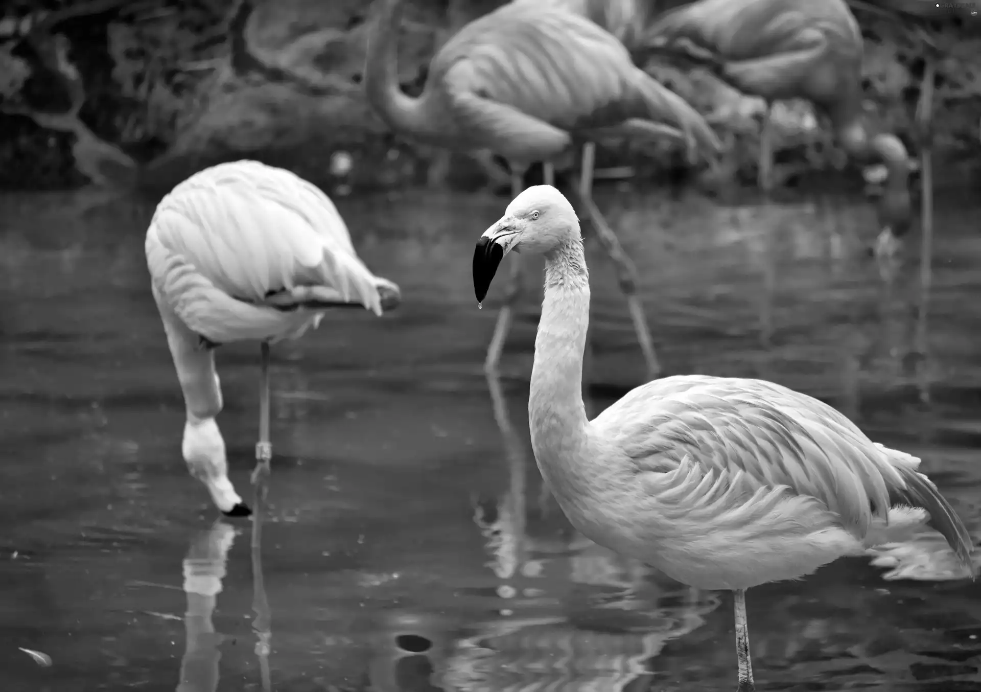 Flamingos