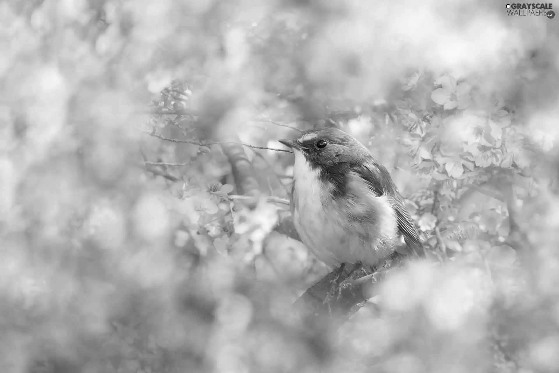 Pink, Flowers, Red-flanked Bluetail, twig, Bird