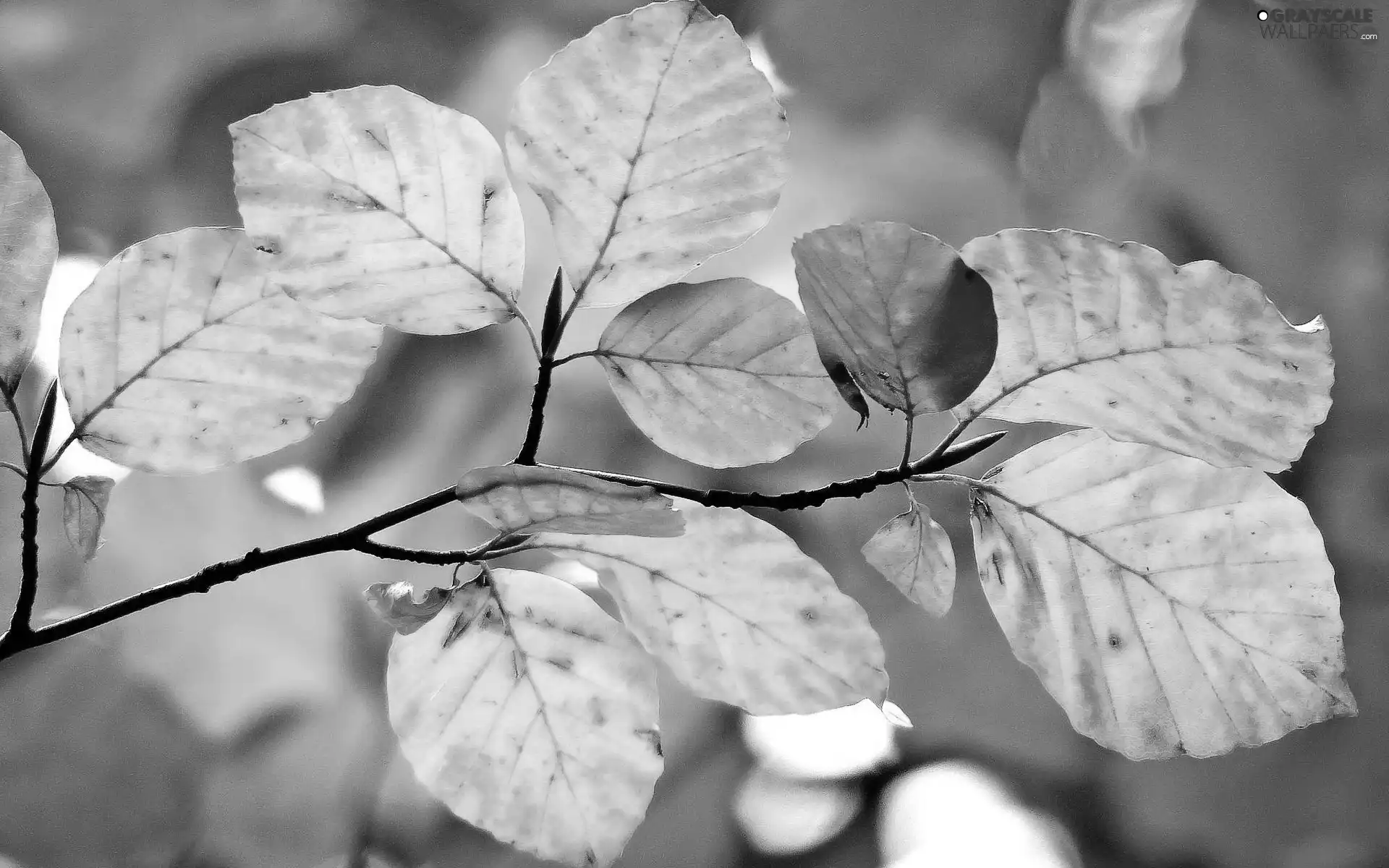 sun, Leaf, luminosity, ligh, branch, flash, autumn