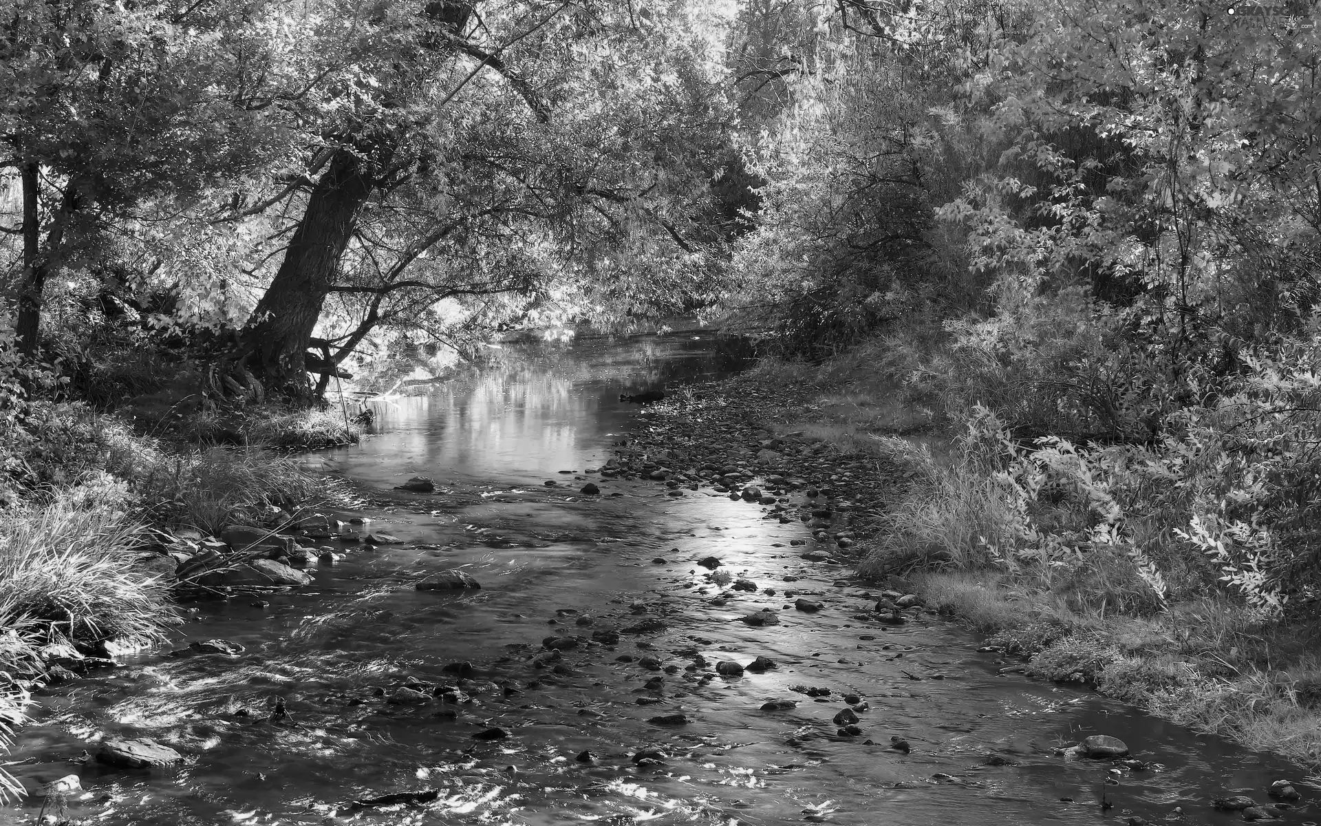 sun, forest, luminosity, ligh, River, flash, autumn