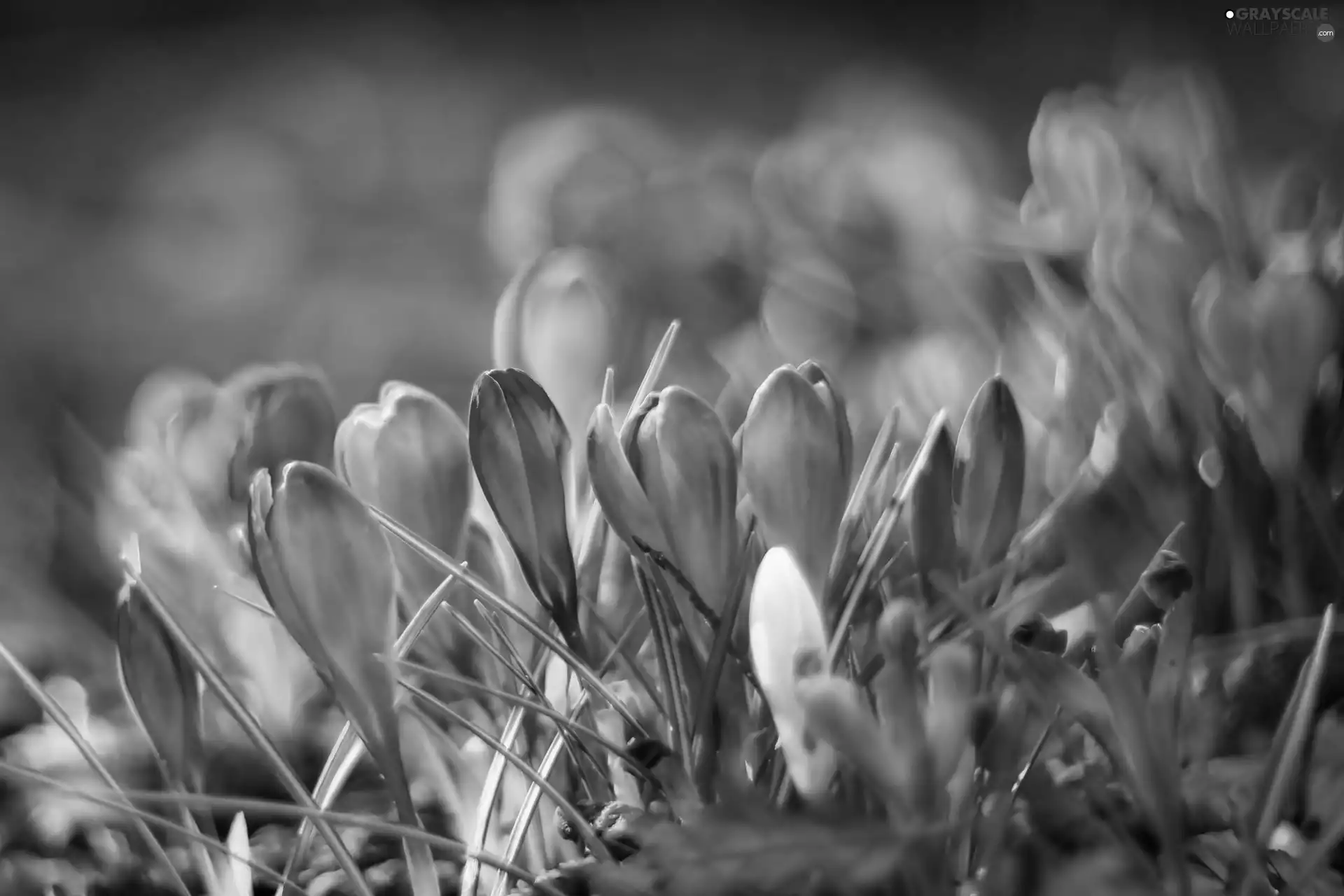 sun, crocuses, luminosity, ligh, Spring, flash, Bokeh