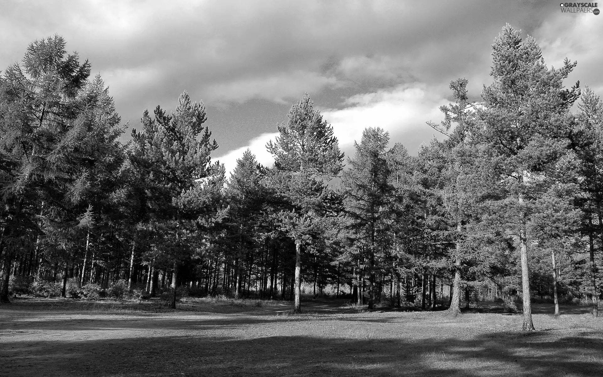 clouds, Przebijające, luminosity, ligh, flash, car in the meadow, forest, sun