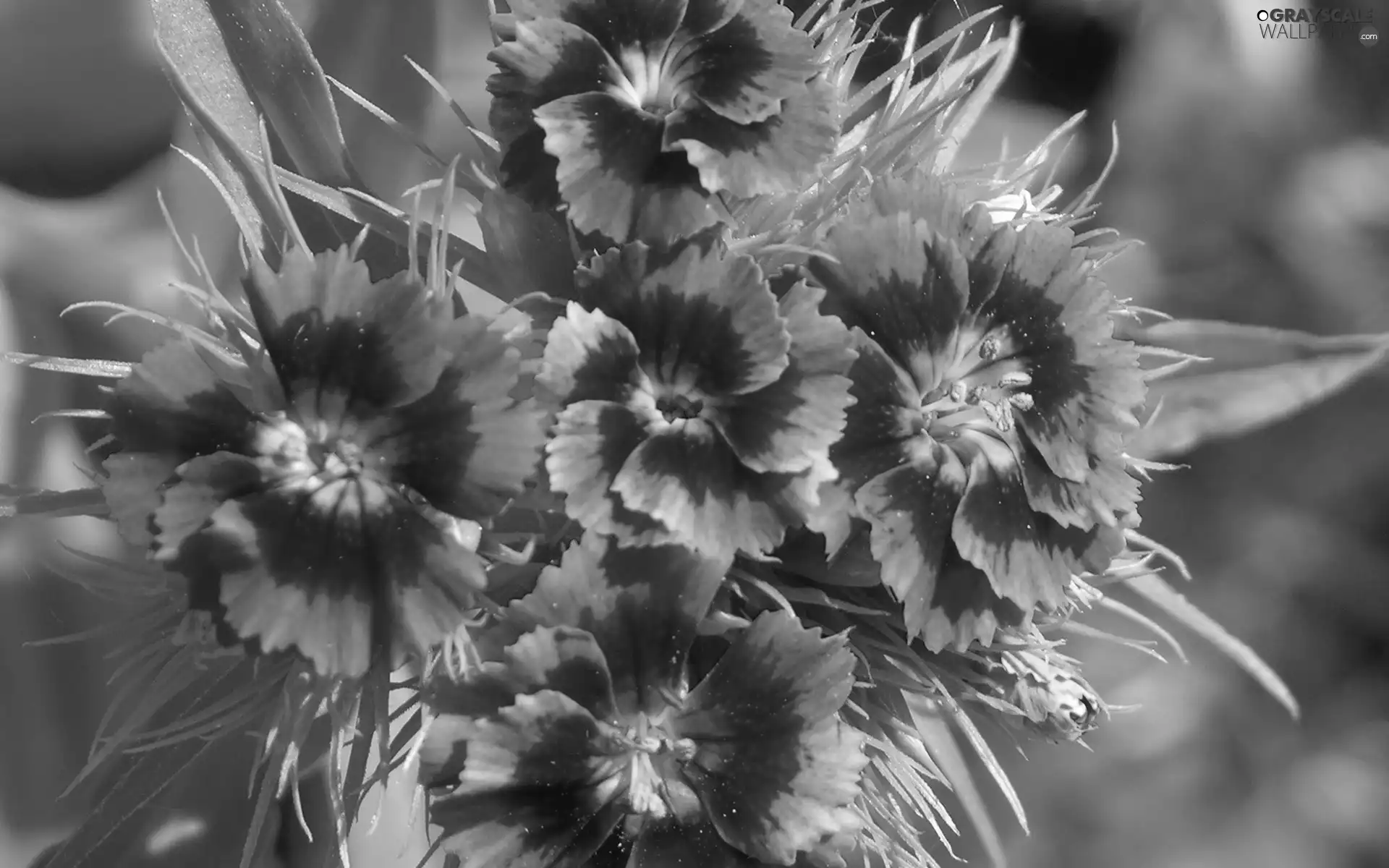 ligh, cloves, flash, luminosity, sun, Garden