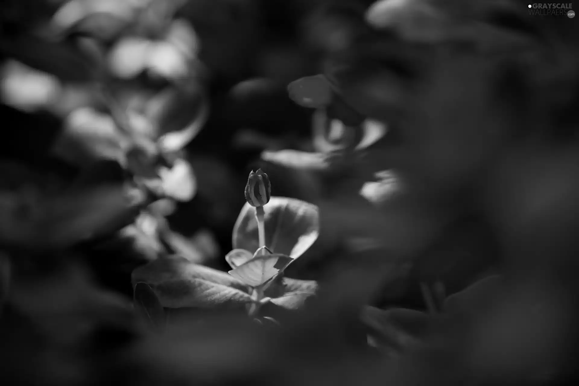 ligh, Flower, flash, luminosity, sun, Leaf